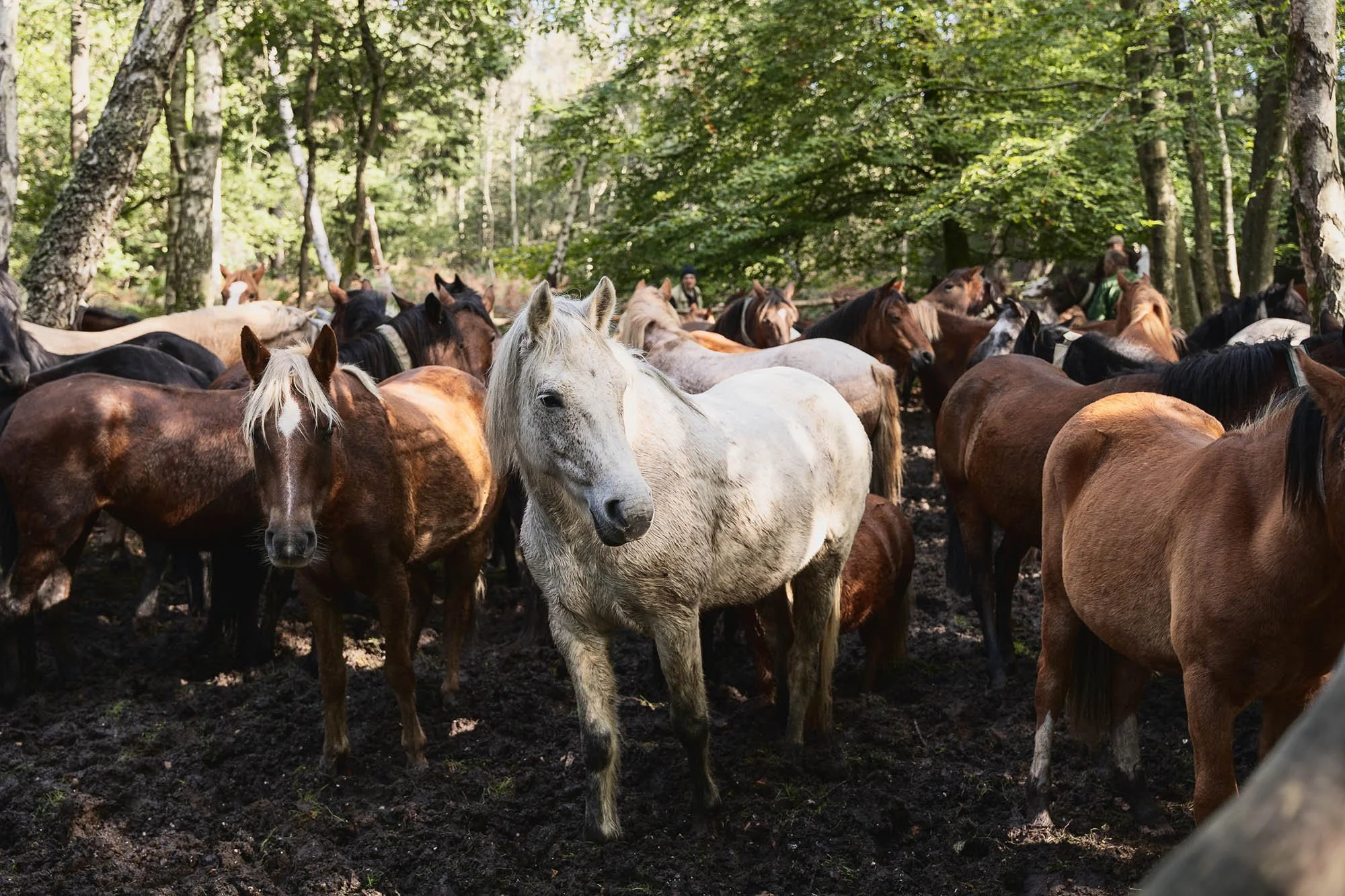 A large group of horses in a forested area with tall trees and sunlight filtering through the leaves.