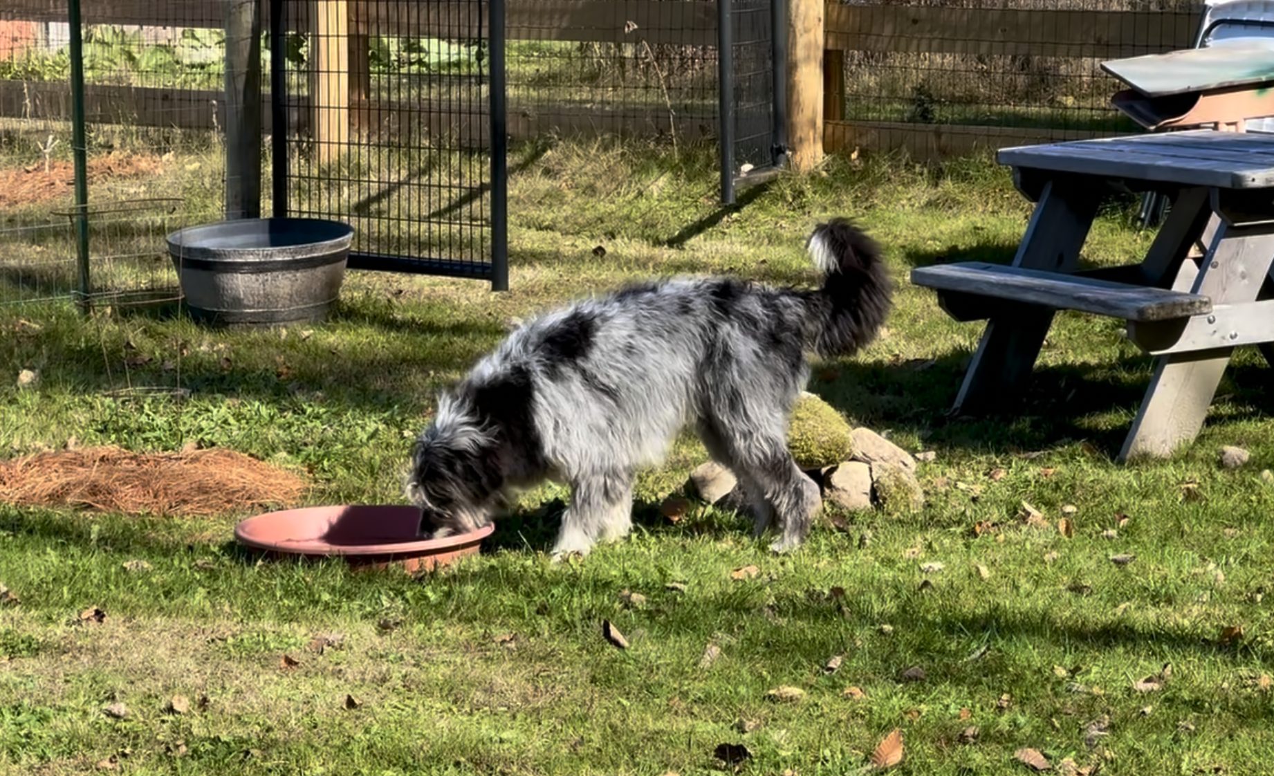Canine sensory gardens
