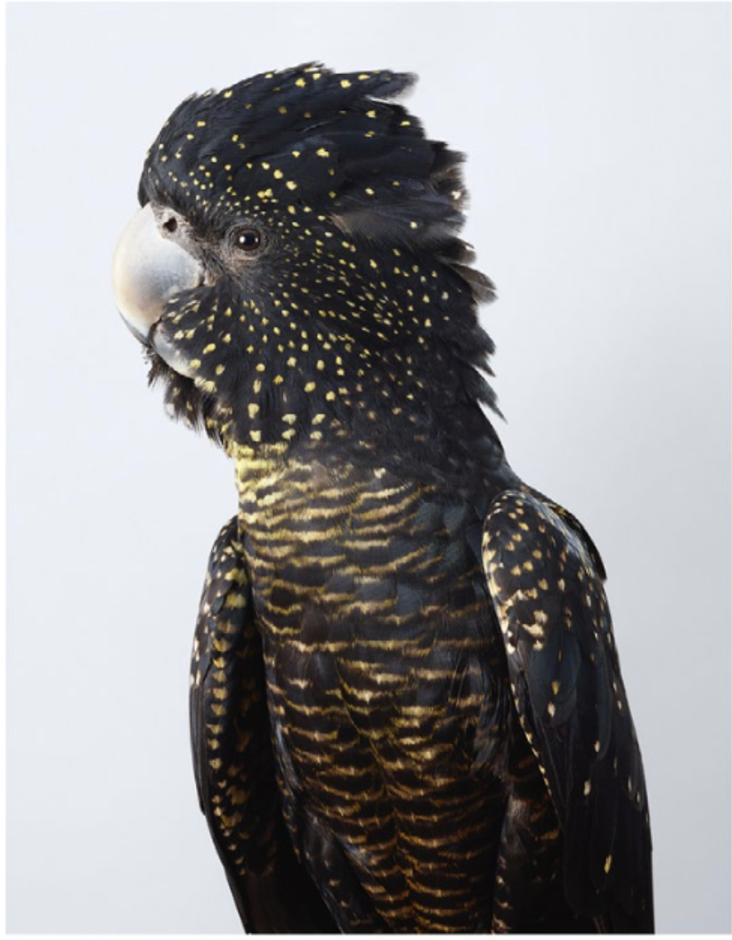 Close-up of a black and yellow-speckled bird of prey with a large curved beak.