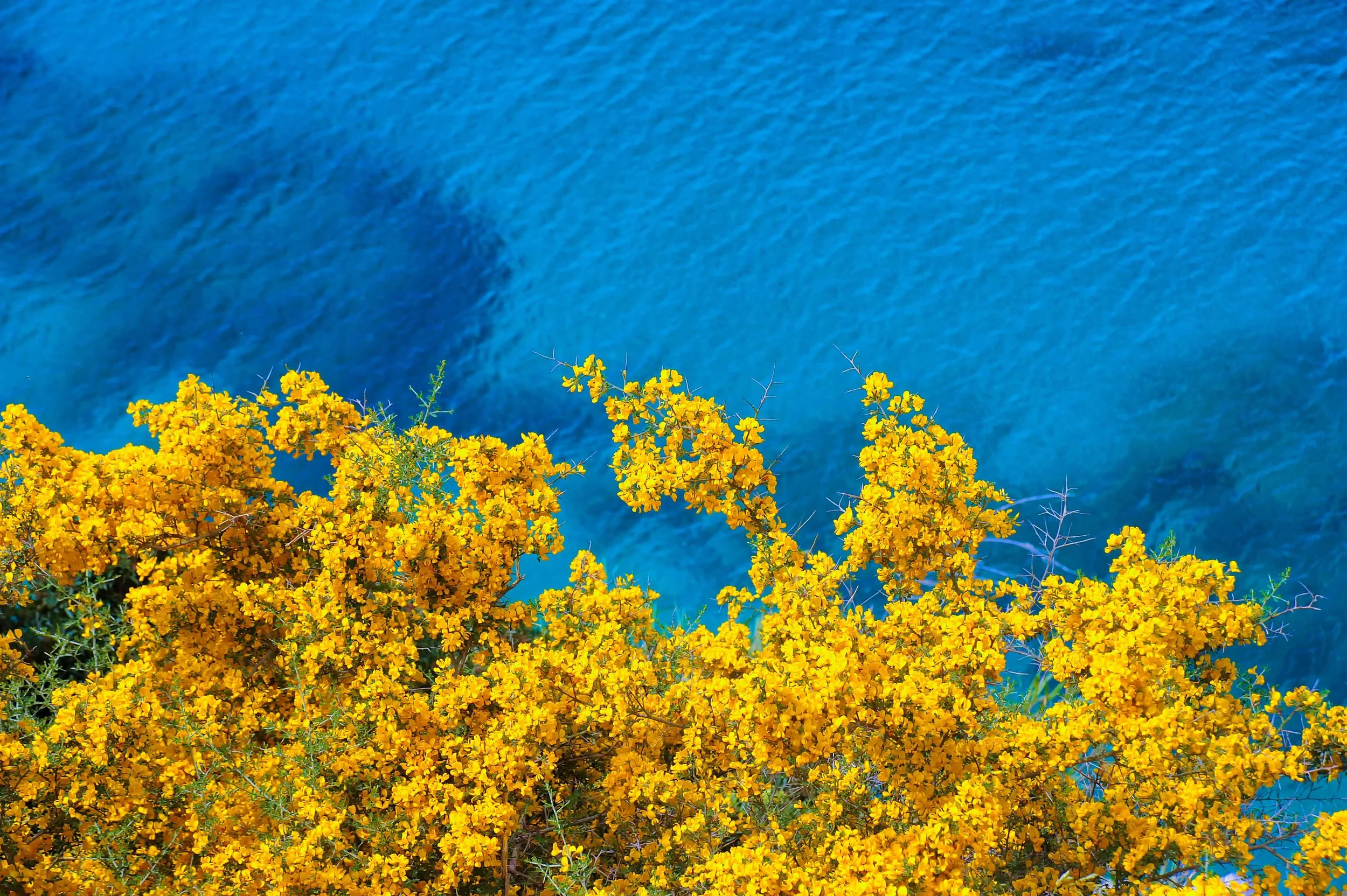 Bright yellow flowering bushes in the foreground with a blue sky or water in the background.