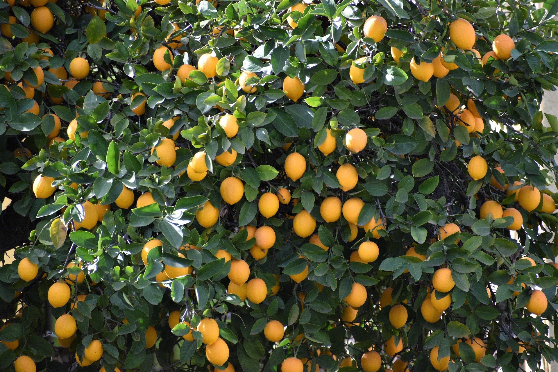 A lemon tree bearing multiple ripe, yellow lemons among green leaves.