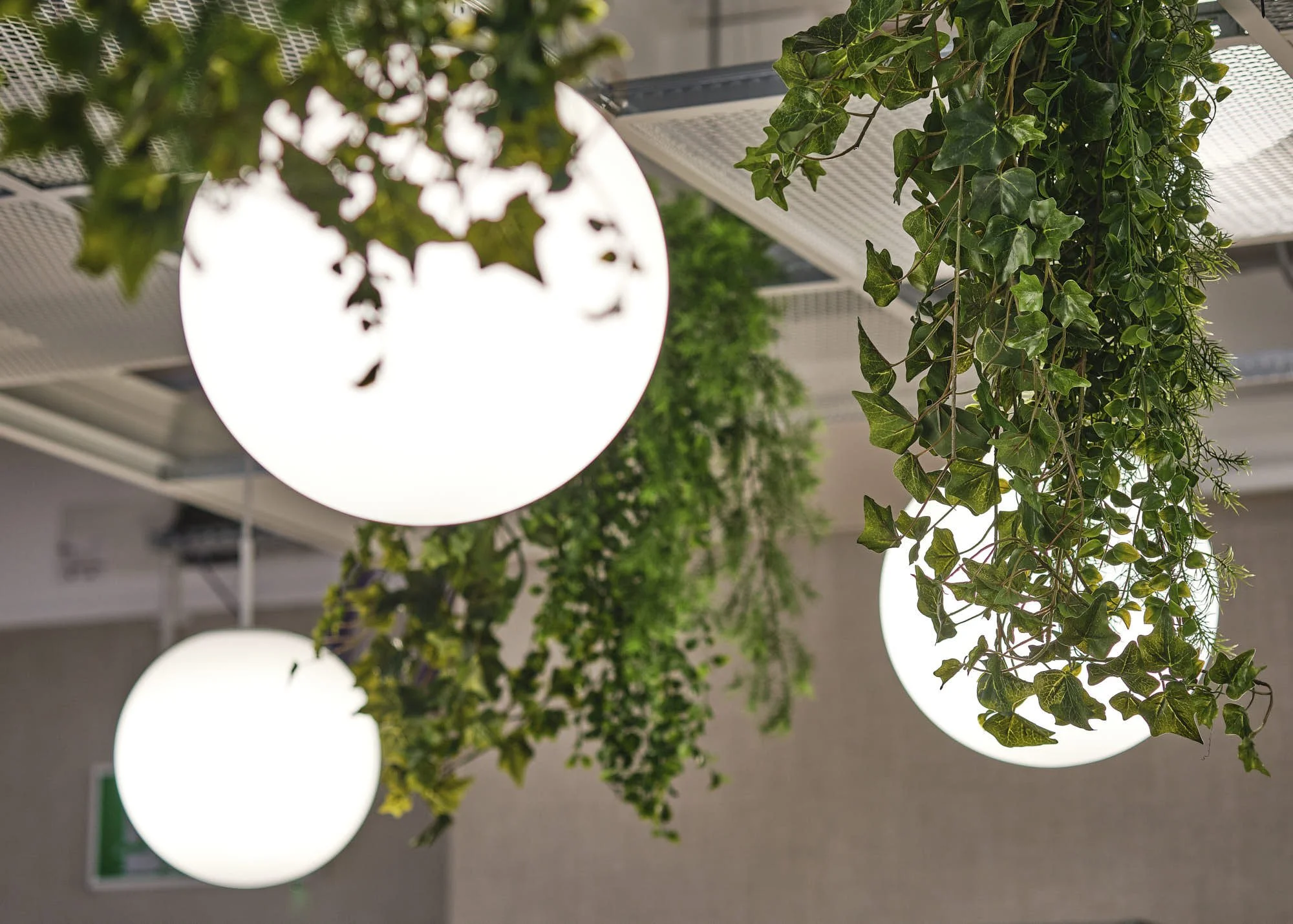 Indoor hanging green ivy plants and circular white lights on ceiling.