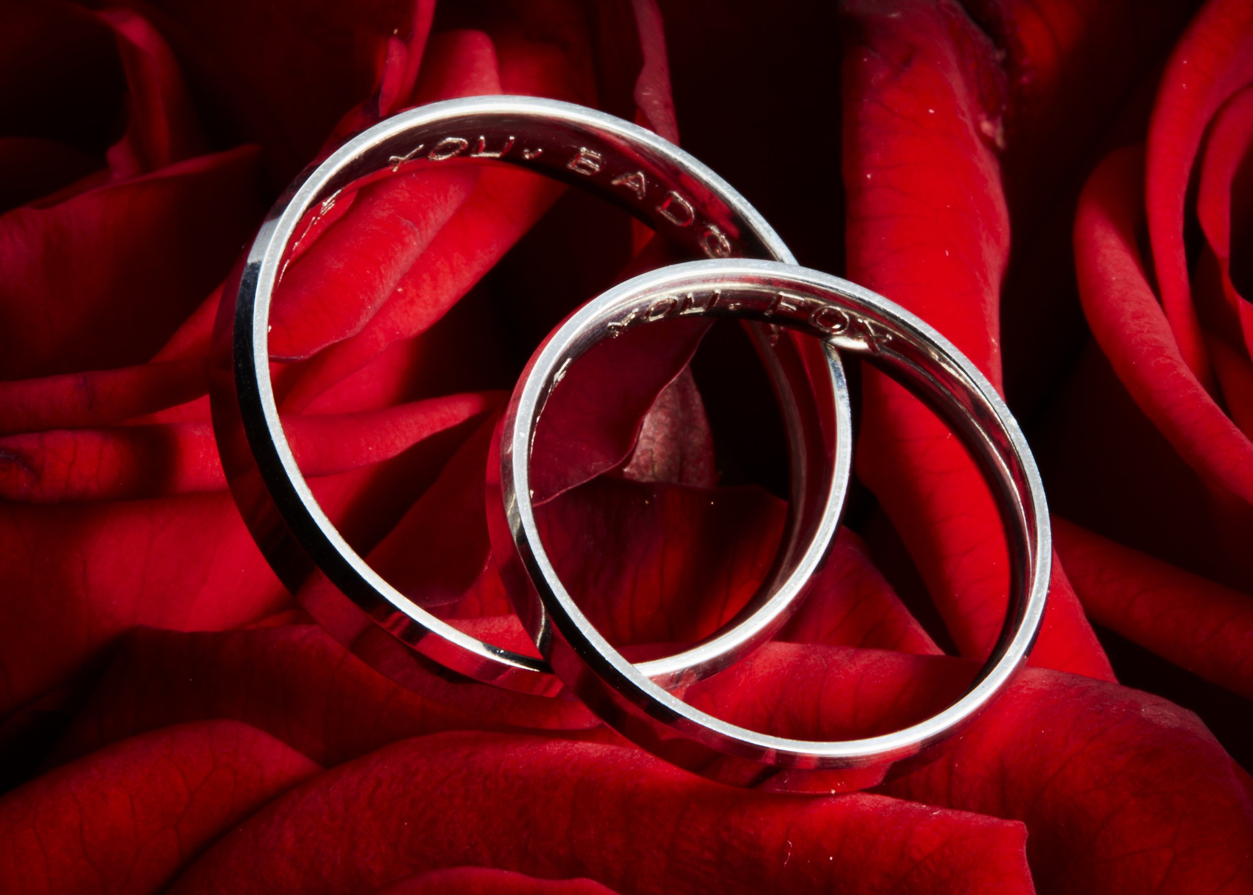 Close-up of two silver wedding rings resting on red rose petals.