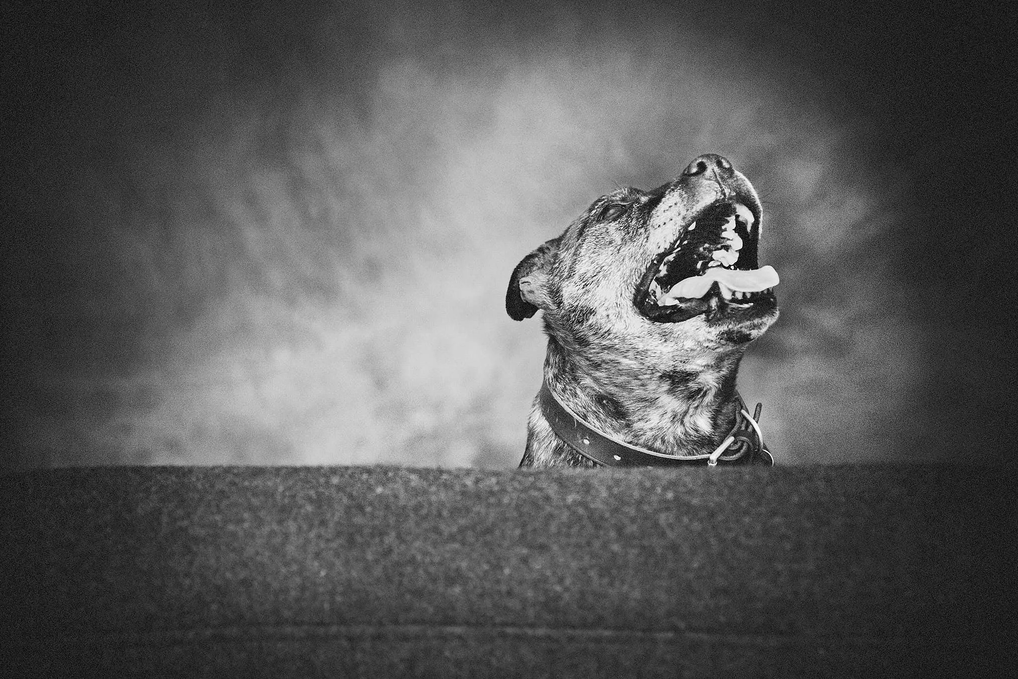 Black and white photo of a dog with its mouth open, appearing to bark, on a textured surface with a cloudy sky background.