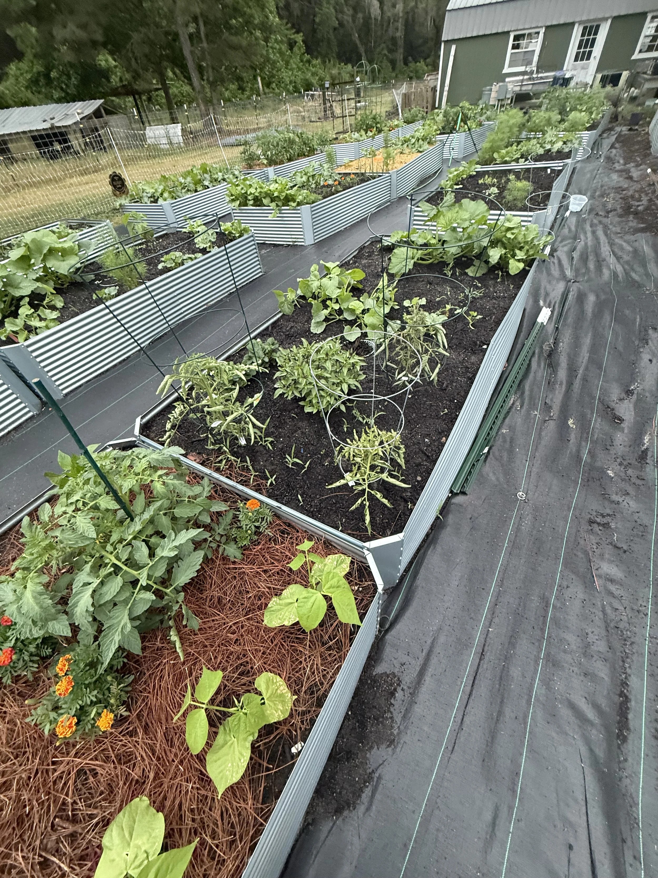 Raised garden beds with green leafy vegetables and plants, located on black landscape fabric with support wires, near a house with gray siding, surrounded by trees.