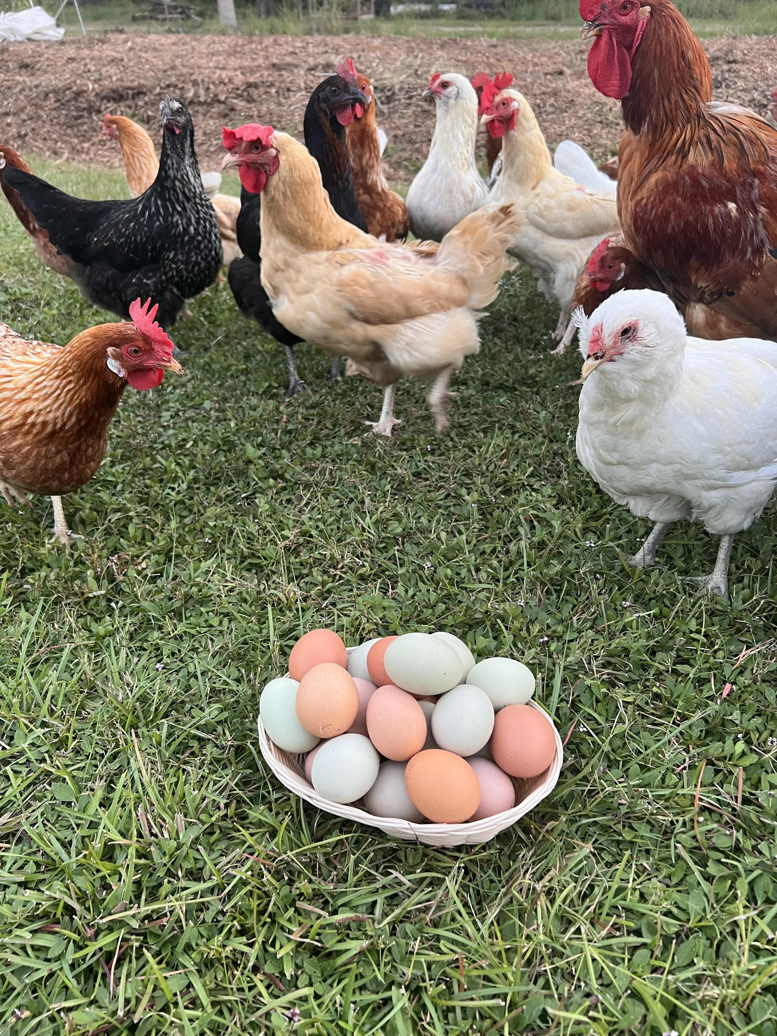 A basket of multicolored eggs on grass with chickens and roosters nearby.