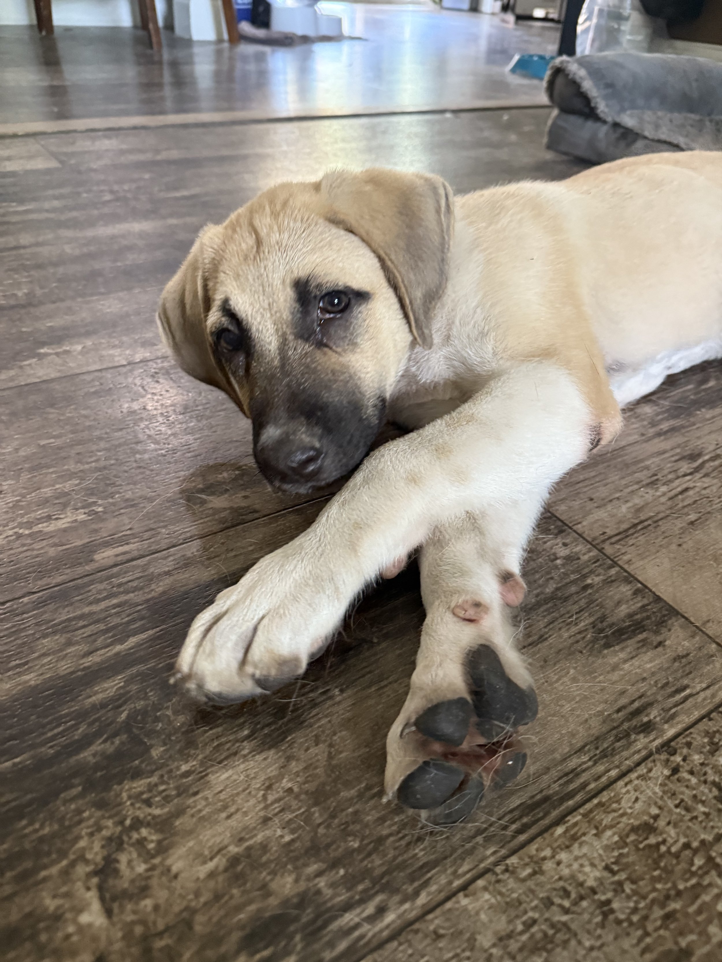 Anatolian Shepherds: The Ultimate Guardians and Gentle Family Protectors