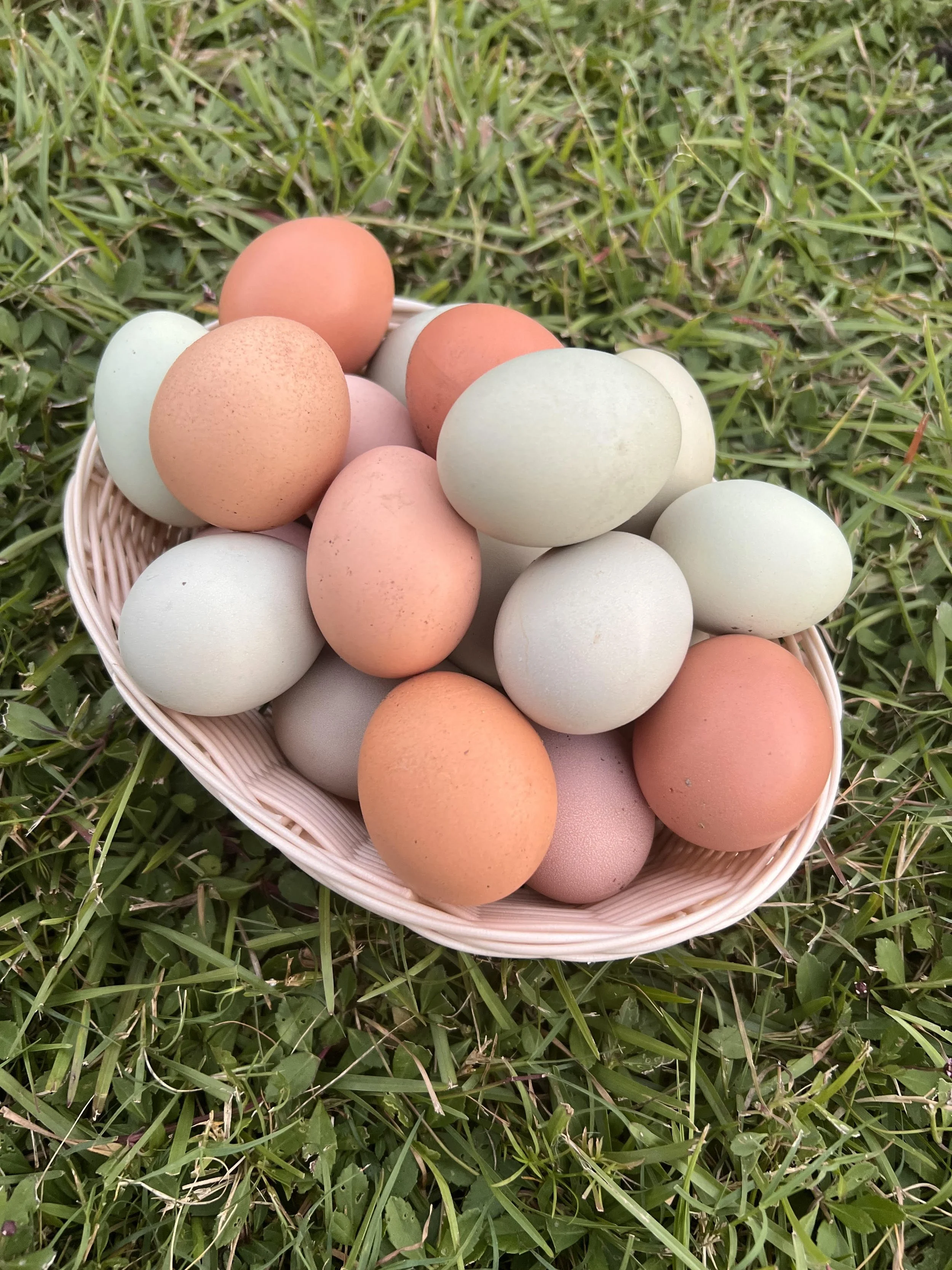 Farm Fresh Eggs