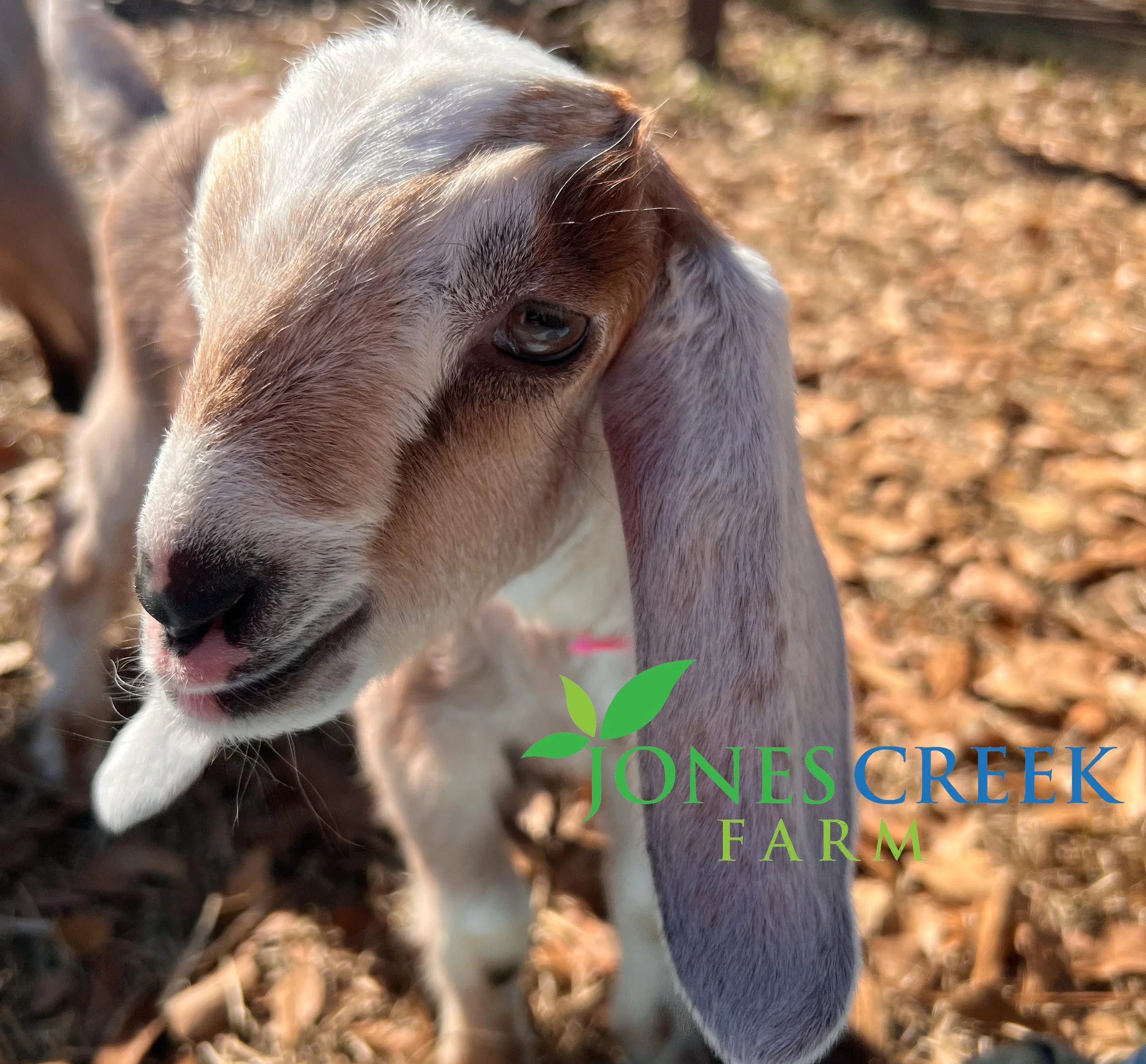 Close-up of a baby goat (kid) with brown and white fur, standing on a dirt ground.