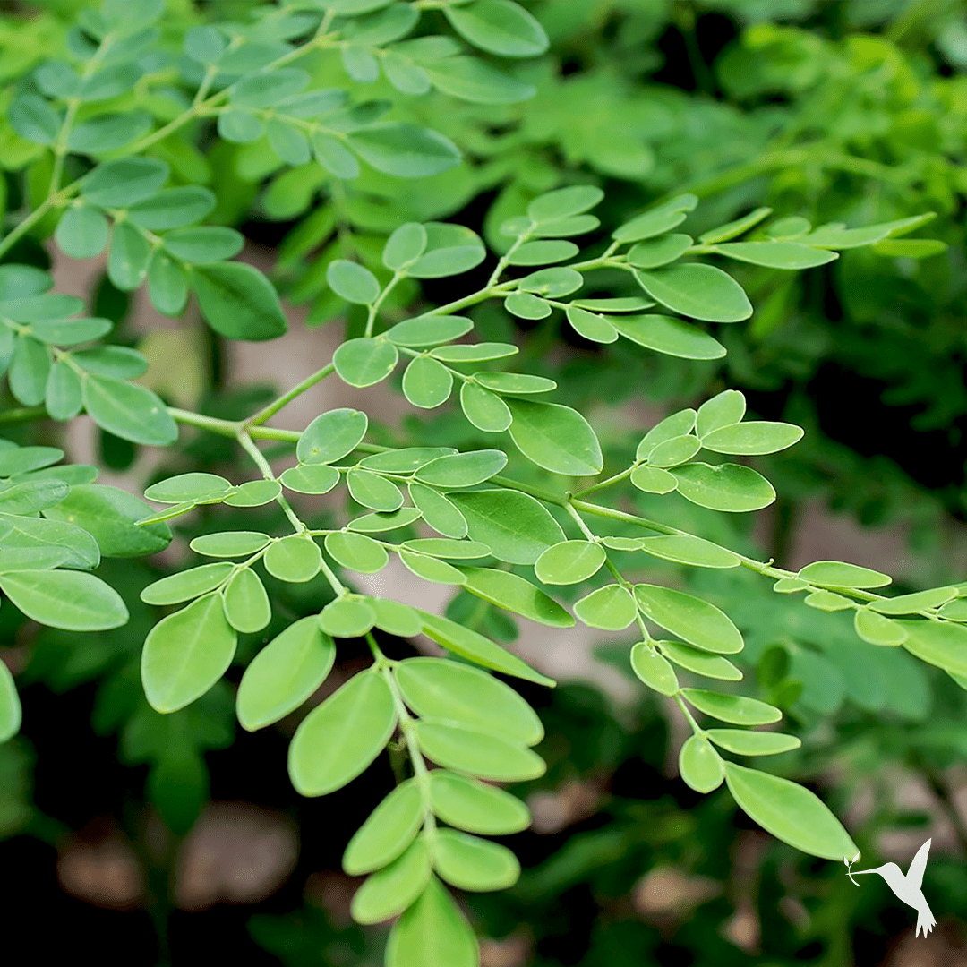 Moringa - Fresh