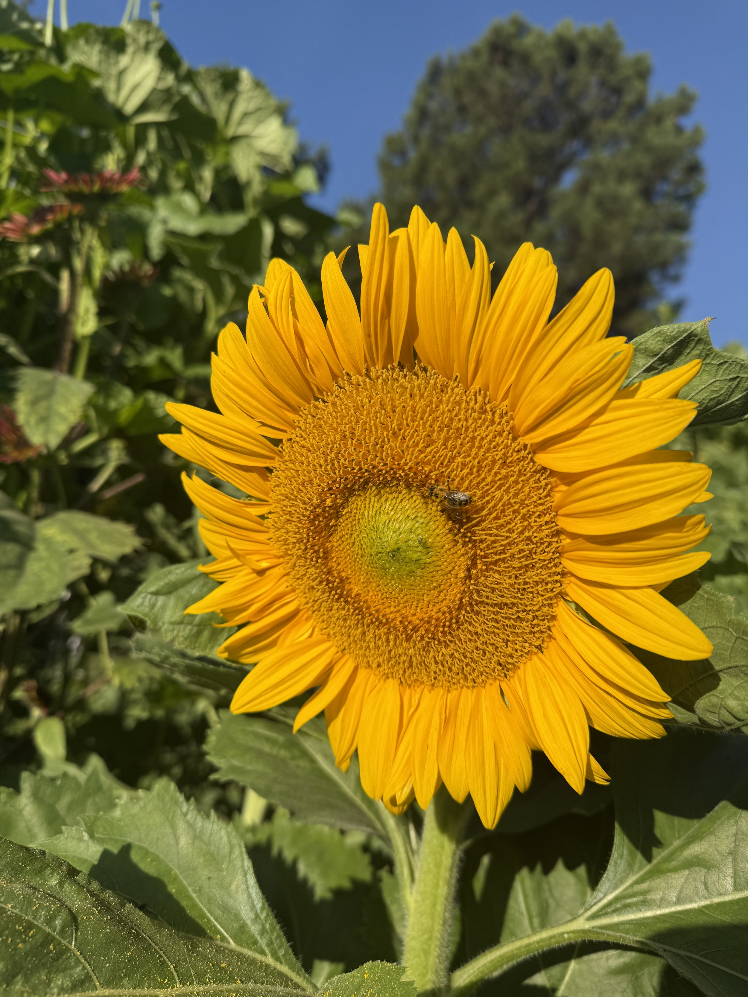 Close-up of a bright yellow sunflower with green leaves, a bee on the flower, and a blue sky background.