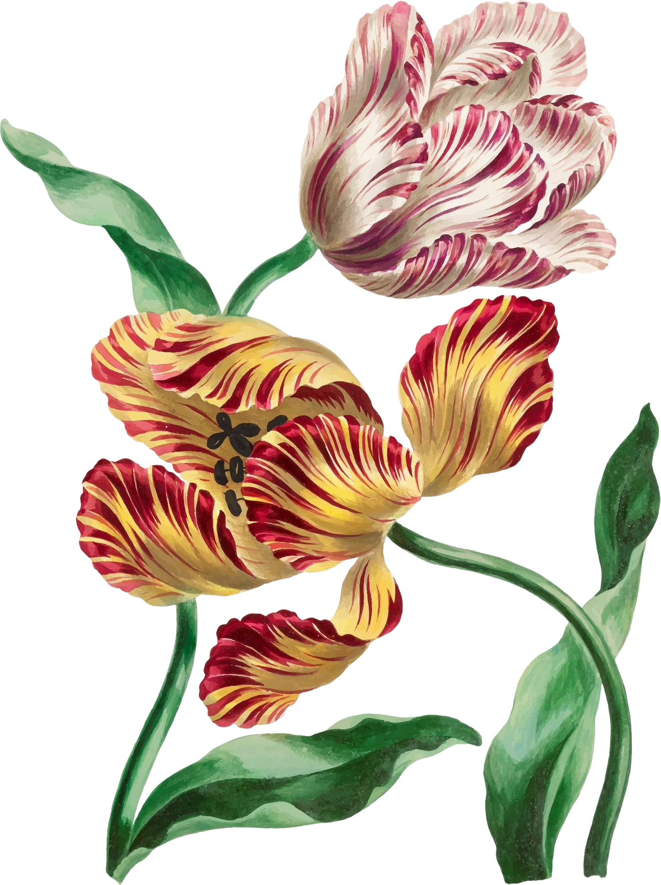 Illustration of several striped tulip flowers in shades of red, cream, and yellow with green leaves and stems.