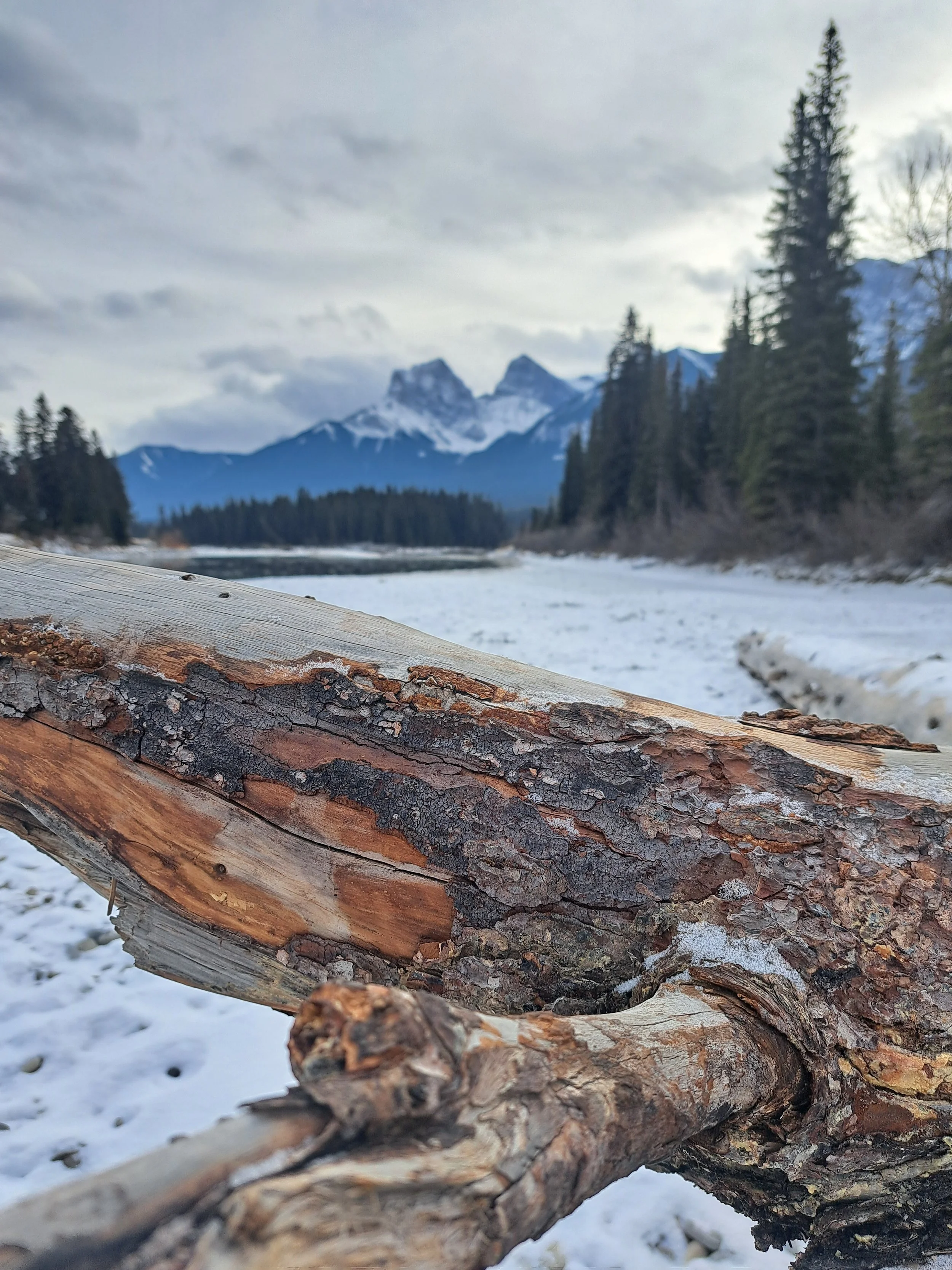 Close-up of a fallen tree trunk with textured bark in a snowy landscape with evergreen trees and snow-capped mountains in the background.