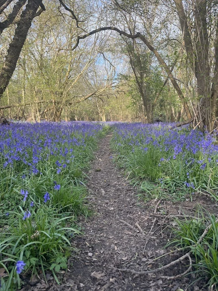A dirt trail running through a field of blooming bluebell flowers in a wooded area.