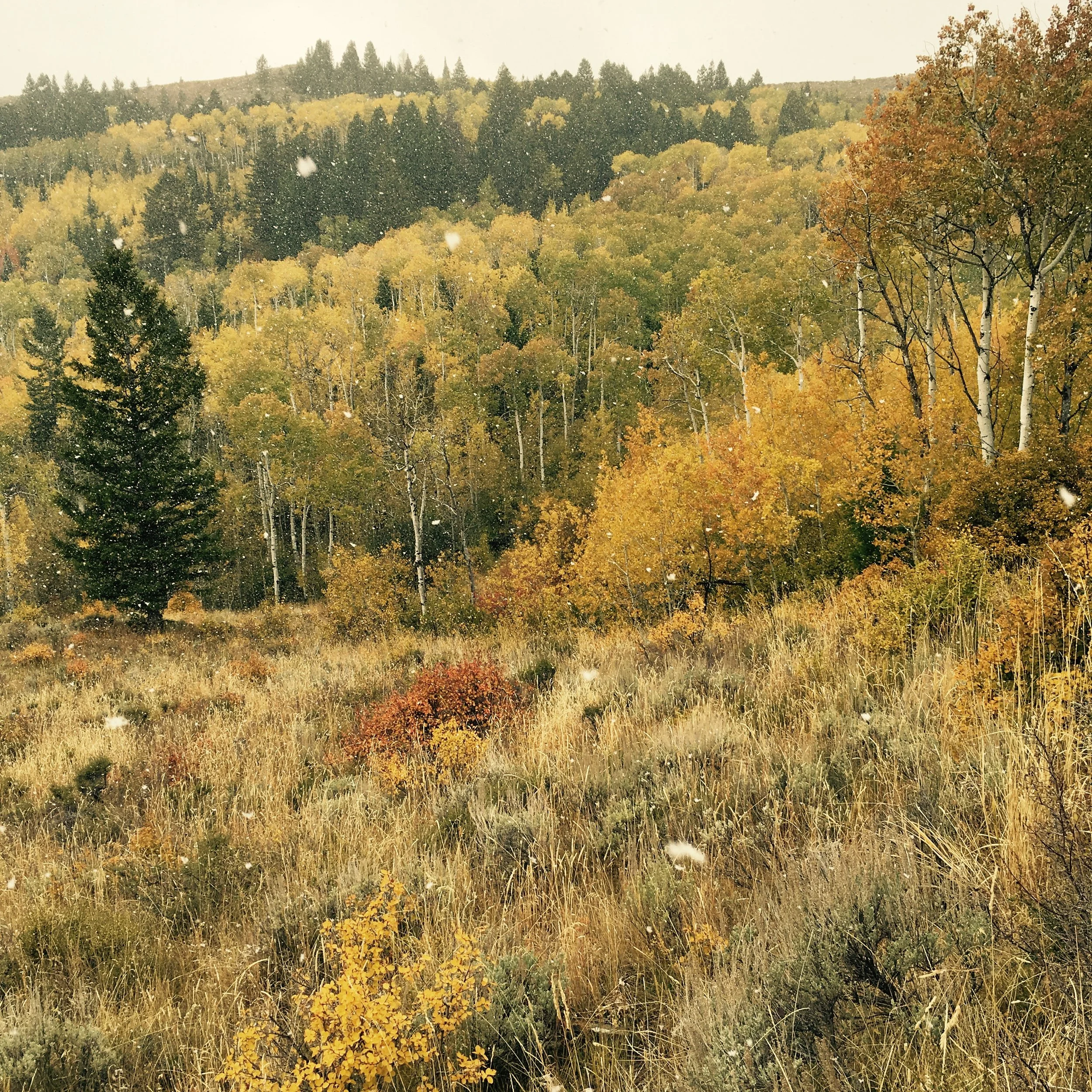 Biological Surveys