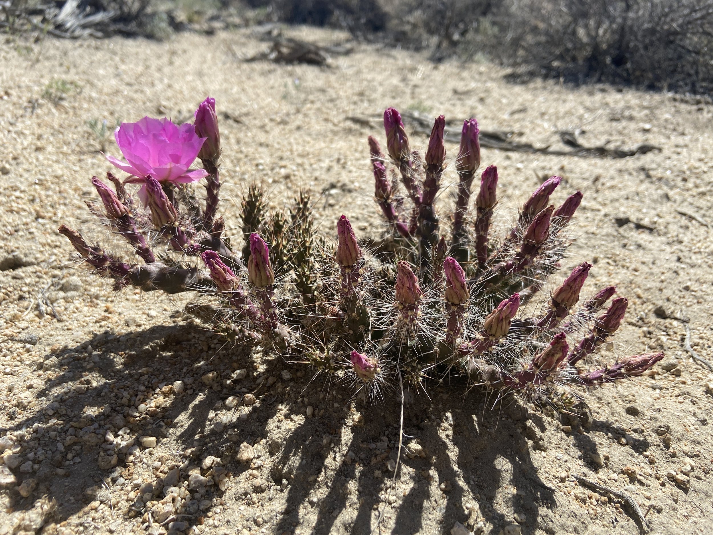 Rare Plant Surveys