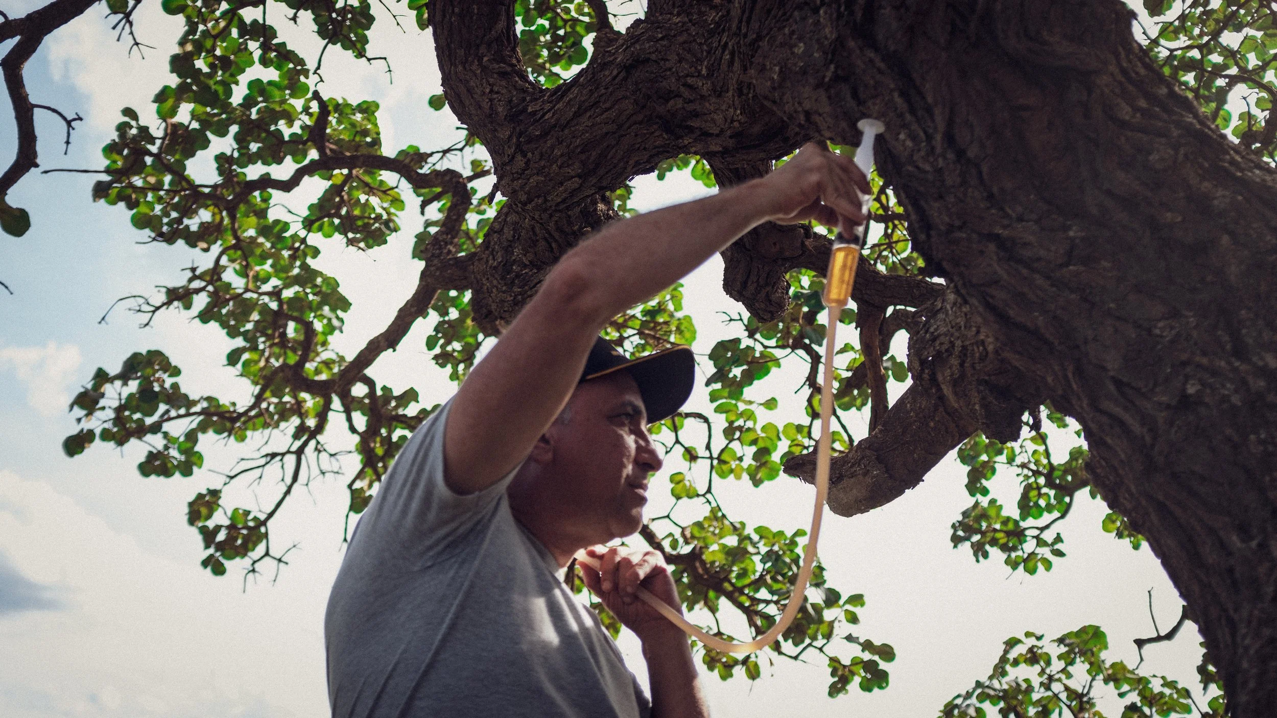 A person wearing a gray shirt and a black cap reaching into a tree with a syringe in their hand, set against a background of green leaves and a partly cloudy sky.