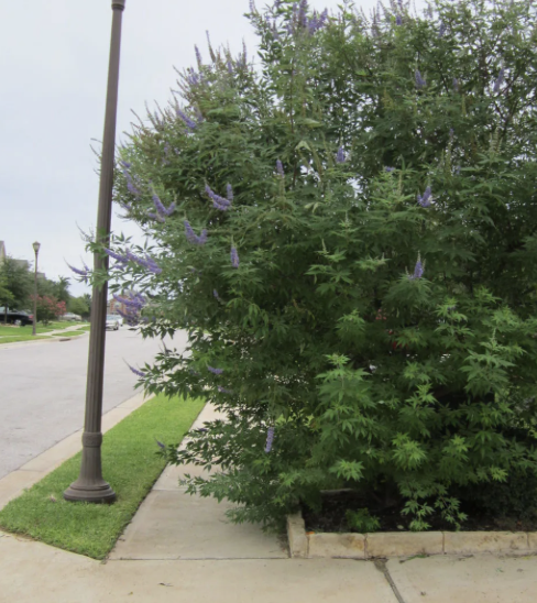 What does a Shrub have to do with The Balance Project?