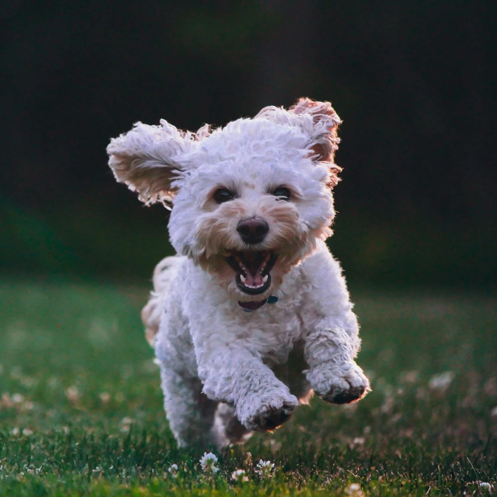 A small, fluffy white dog running on a grassy field with a dark background, joyful expression with open mouth.