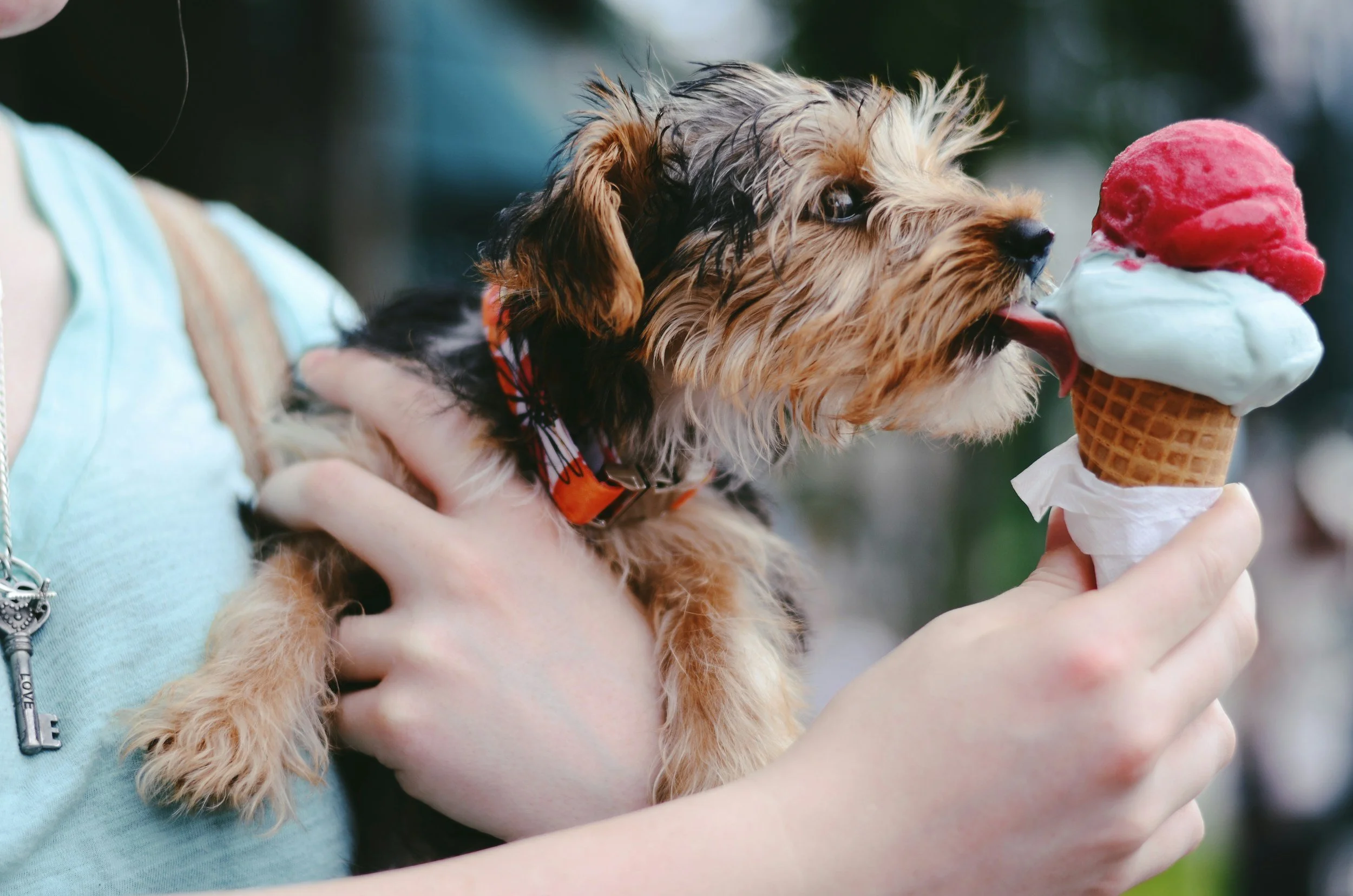 A small dog with shaggy fur licking a red and white ice cream cone.