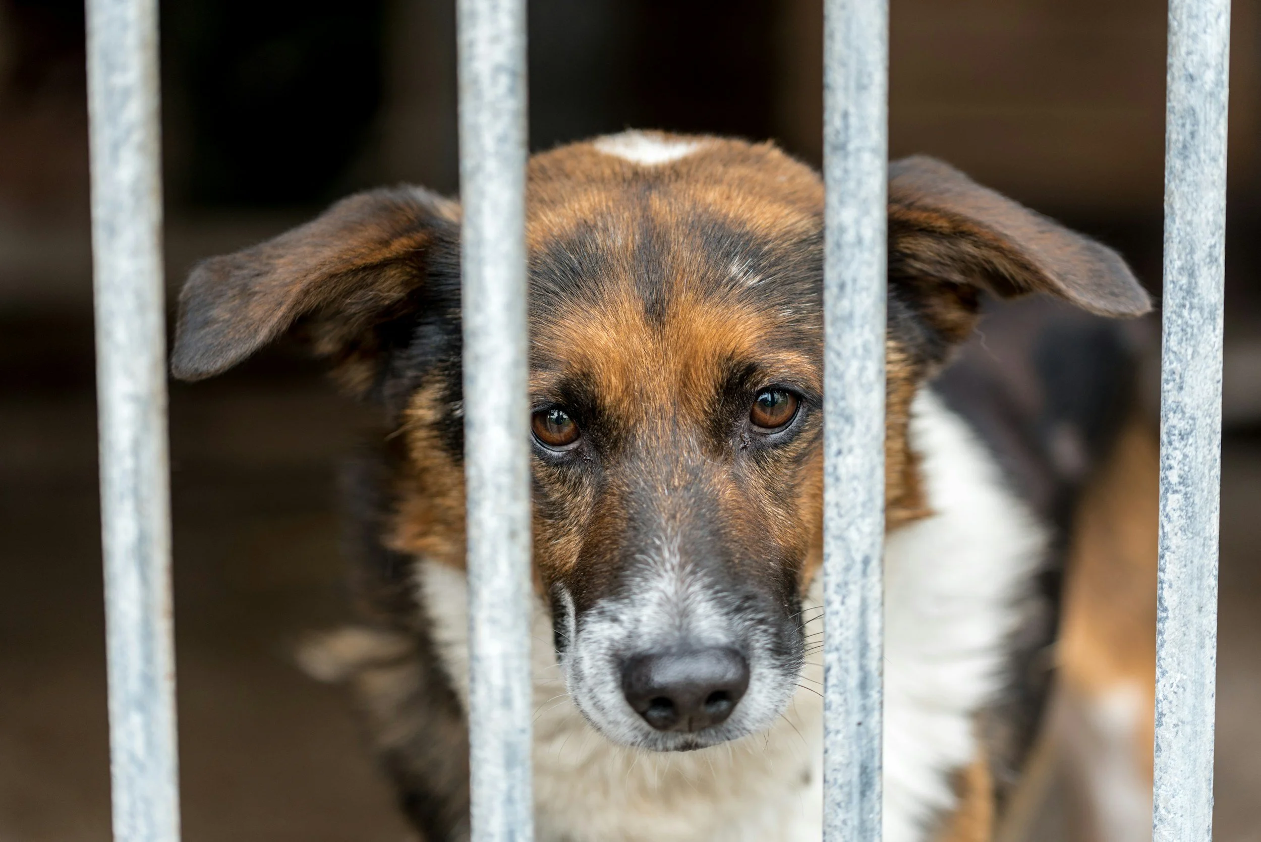 A dog behind metal bars, gazing through them with a sad expression.
