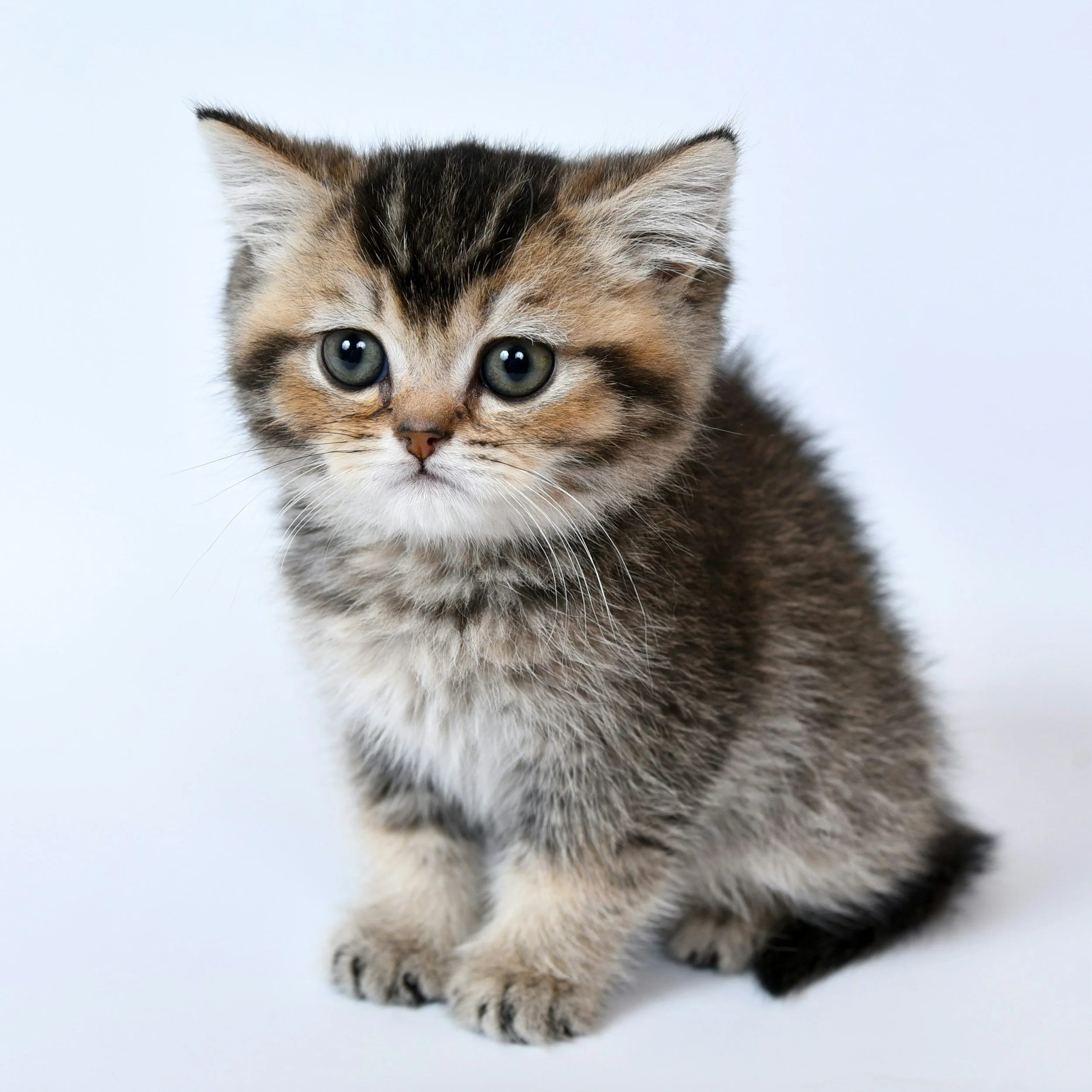 Close-up of a kitten's face with blue eyes, showing its ears, fur, and paws against a white background.