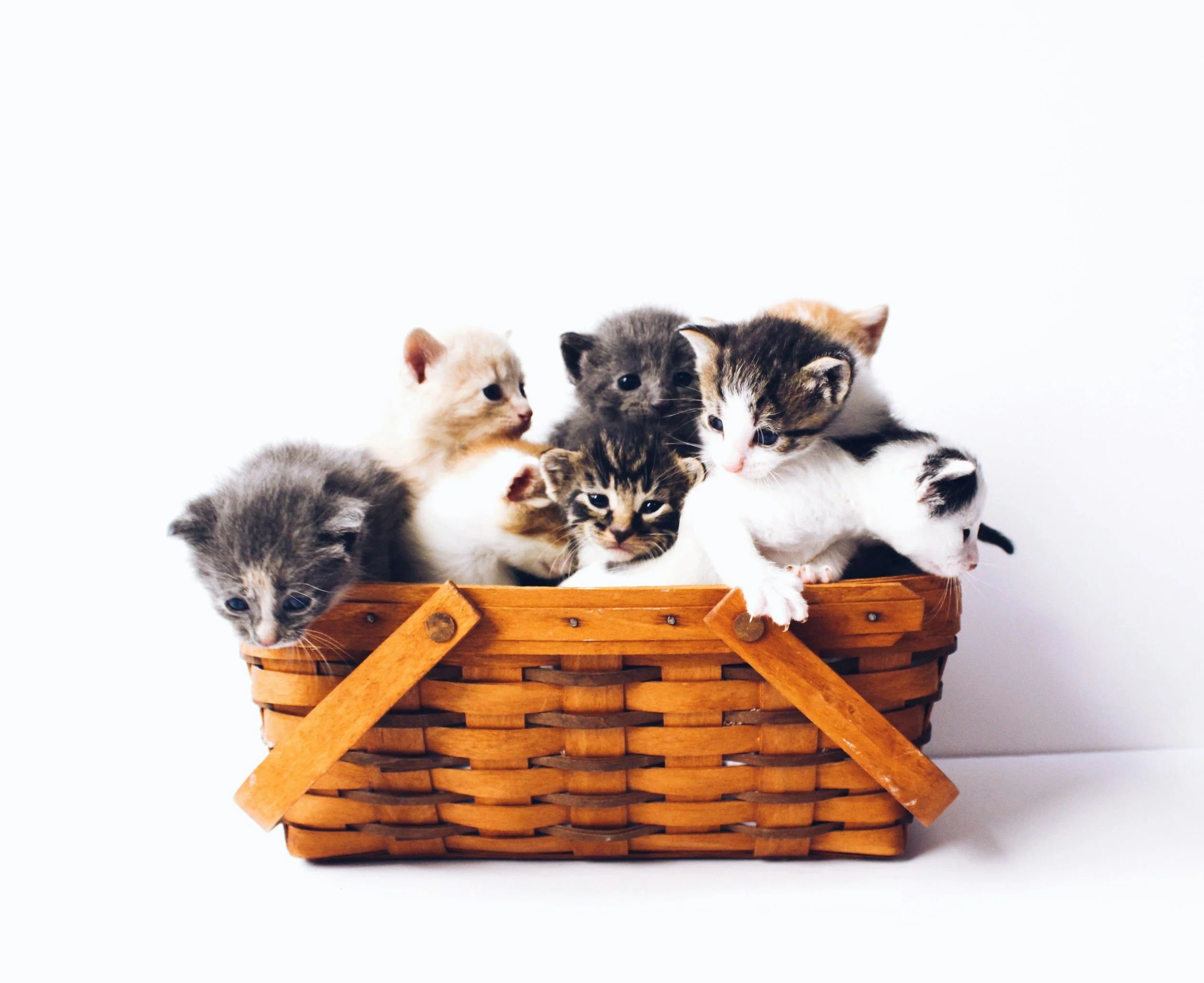 Group of adorable kittens sitting together inside a wooden basket with a plain white background.