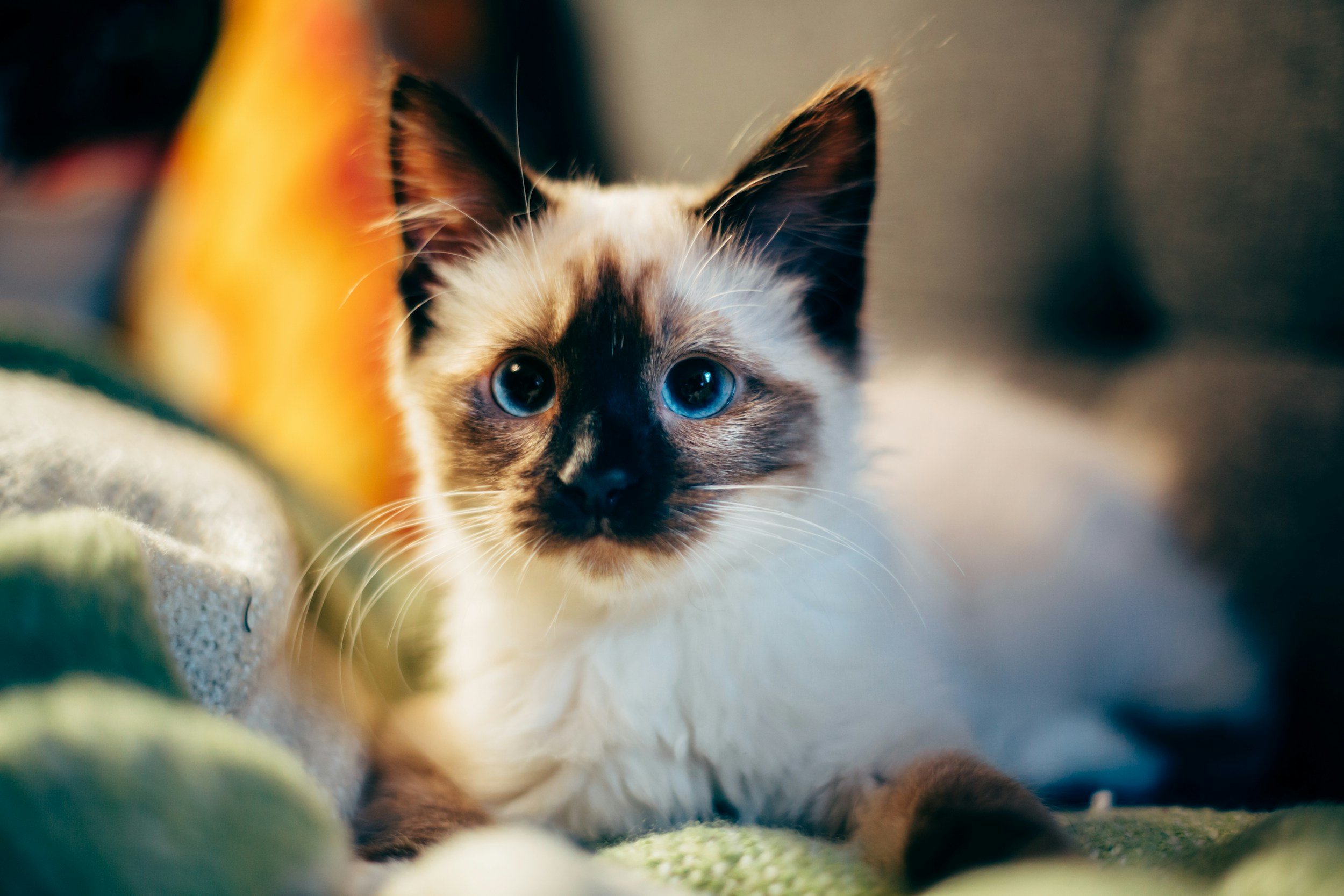 Close-up of a kitten with blue eyes, surrounded by soft, blurred background and green fabric.