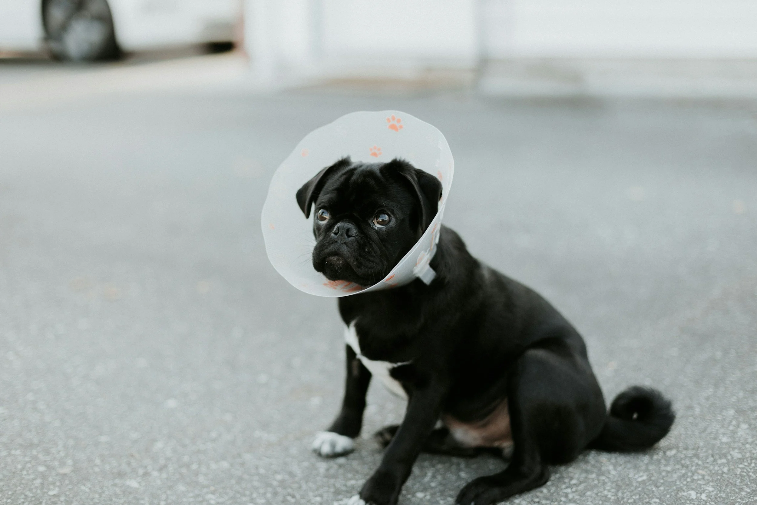 A small black puppy with white markings on its paws and chest, wearing a cone collar with paw prints, sitting on a gray speckled floor indoors.