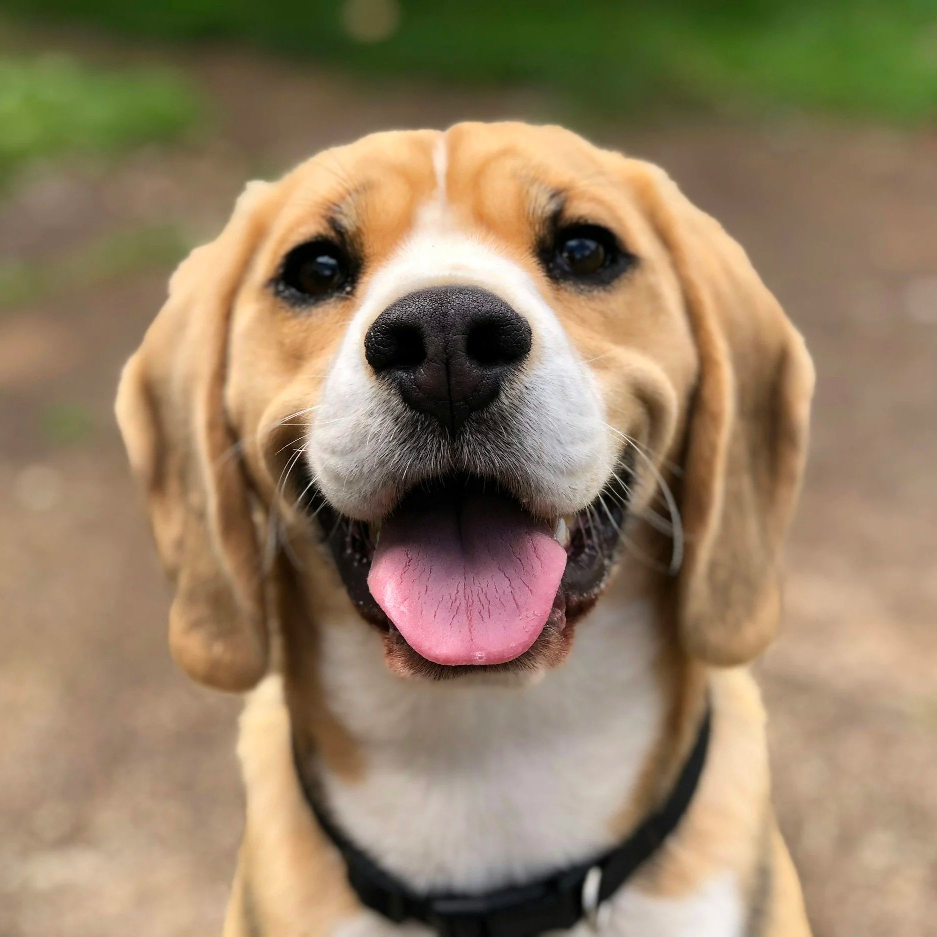 Close-up of a happy Beagle dog with its tongue out, looking directly at the camera outdoors.