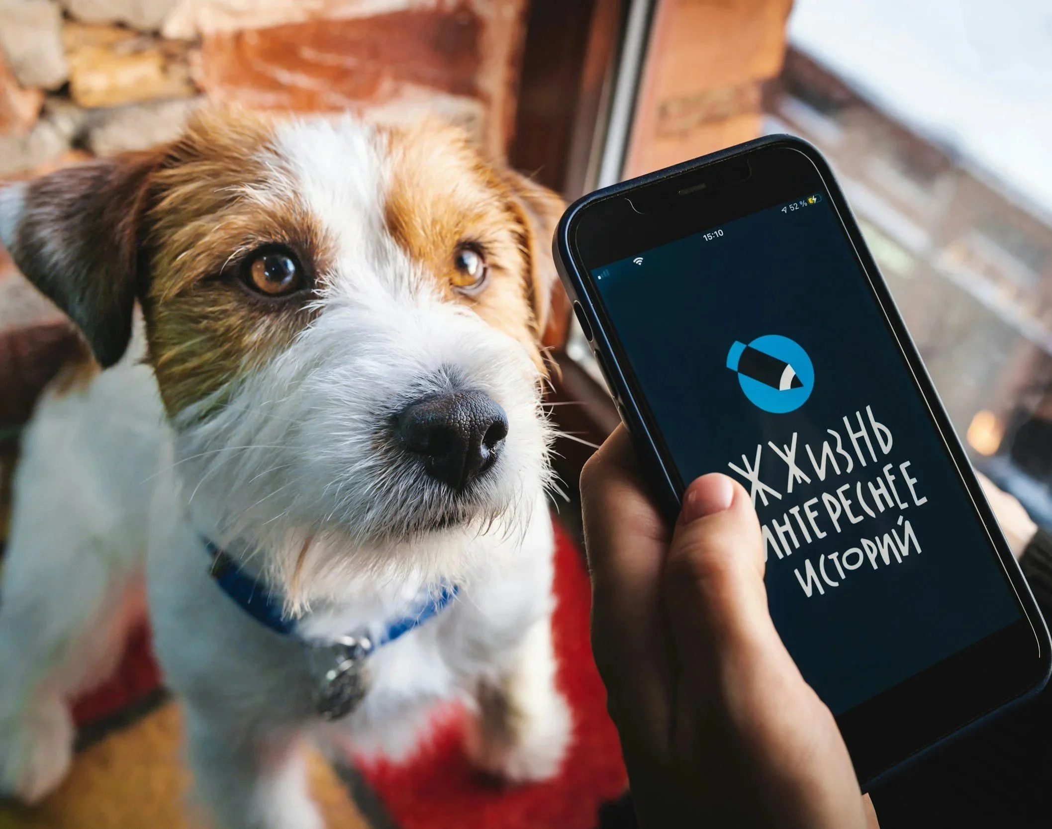 A brown and white dog with a blue collar looking up at a smartphone screen displaying distorted text, standing indoors near a wooden door.