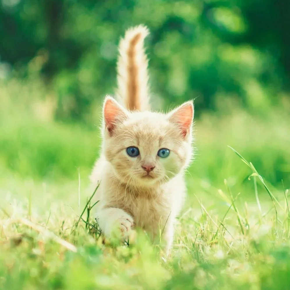 A fluffy cream-colored kitten with blue eyes walking on green grass in a sunny outdoor setting.