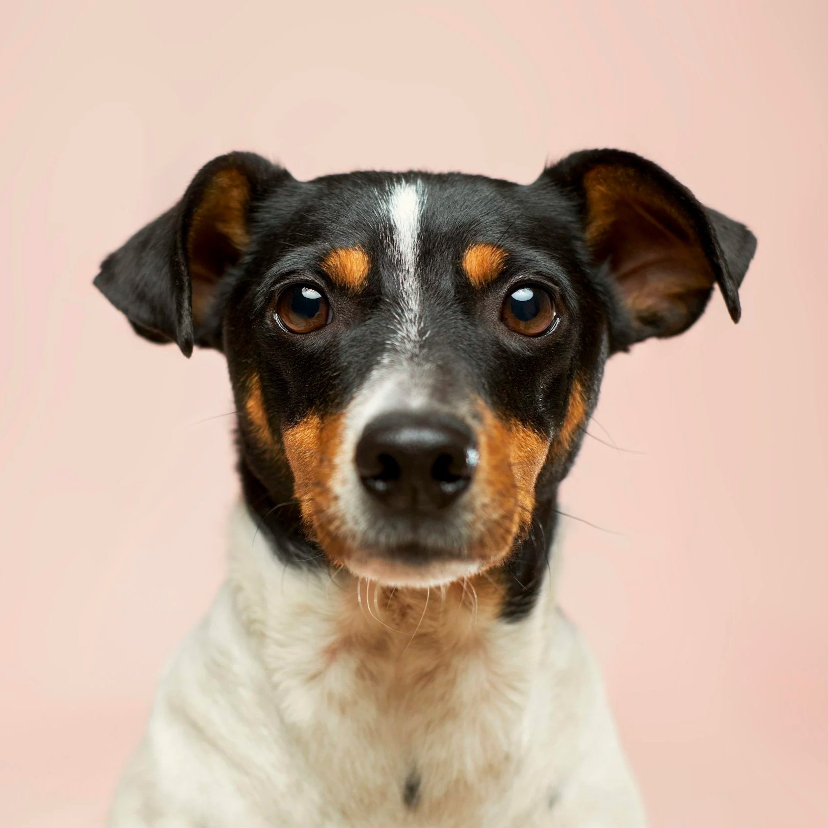 Close-up of a small dog's face with black, white, and brown fur, and a pink background.