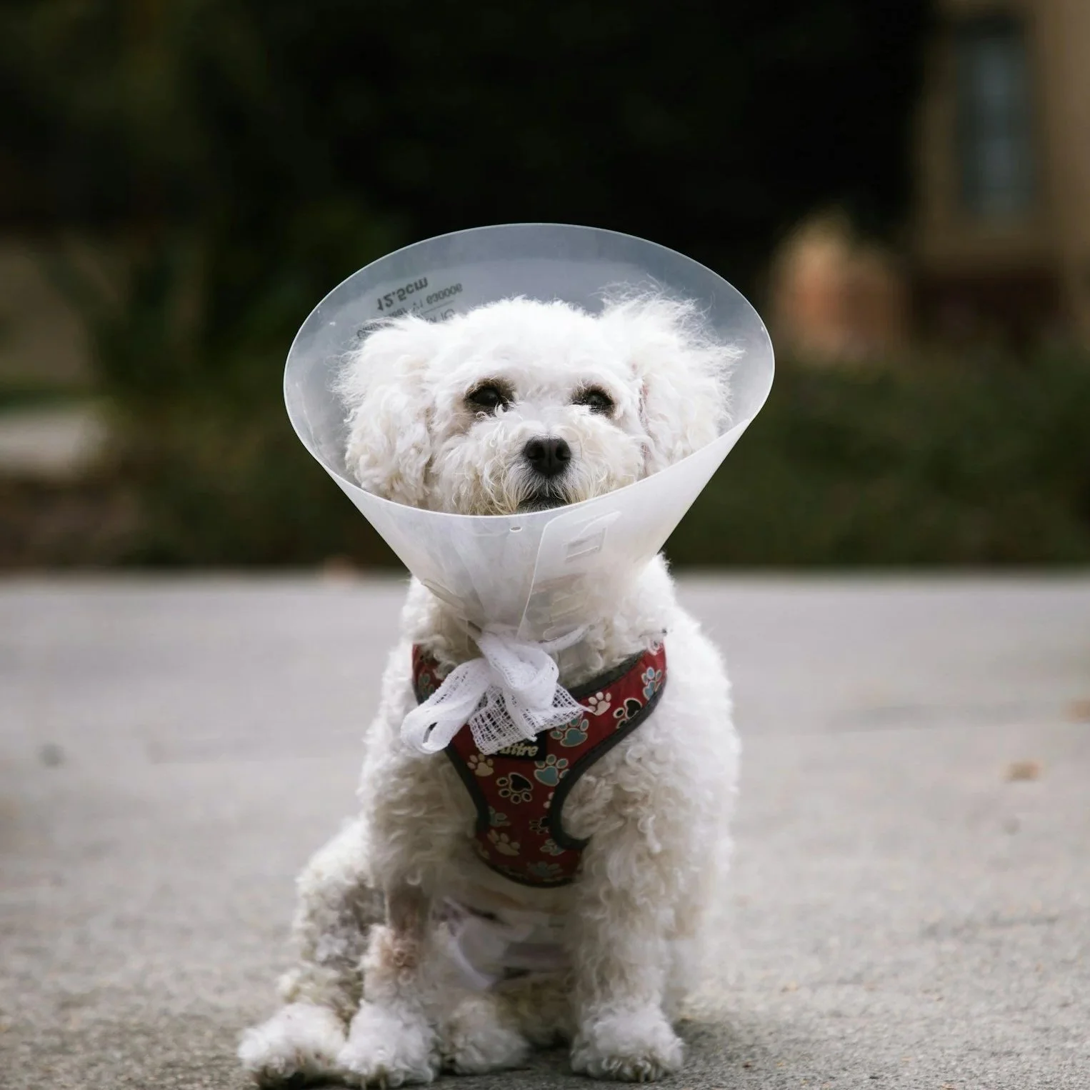 A white, fluffy dog wearing a cone around its neck and a colorful harness, standing on a sidewalk outdoors.