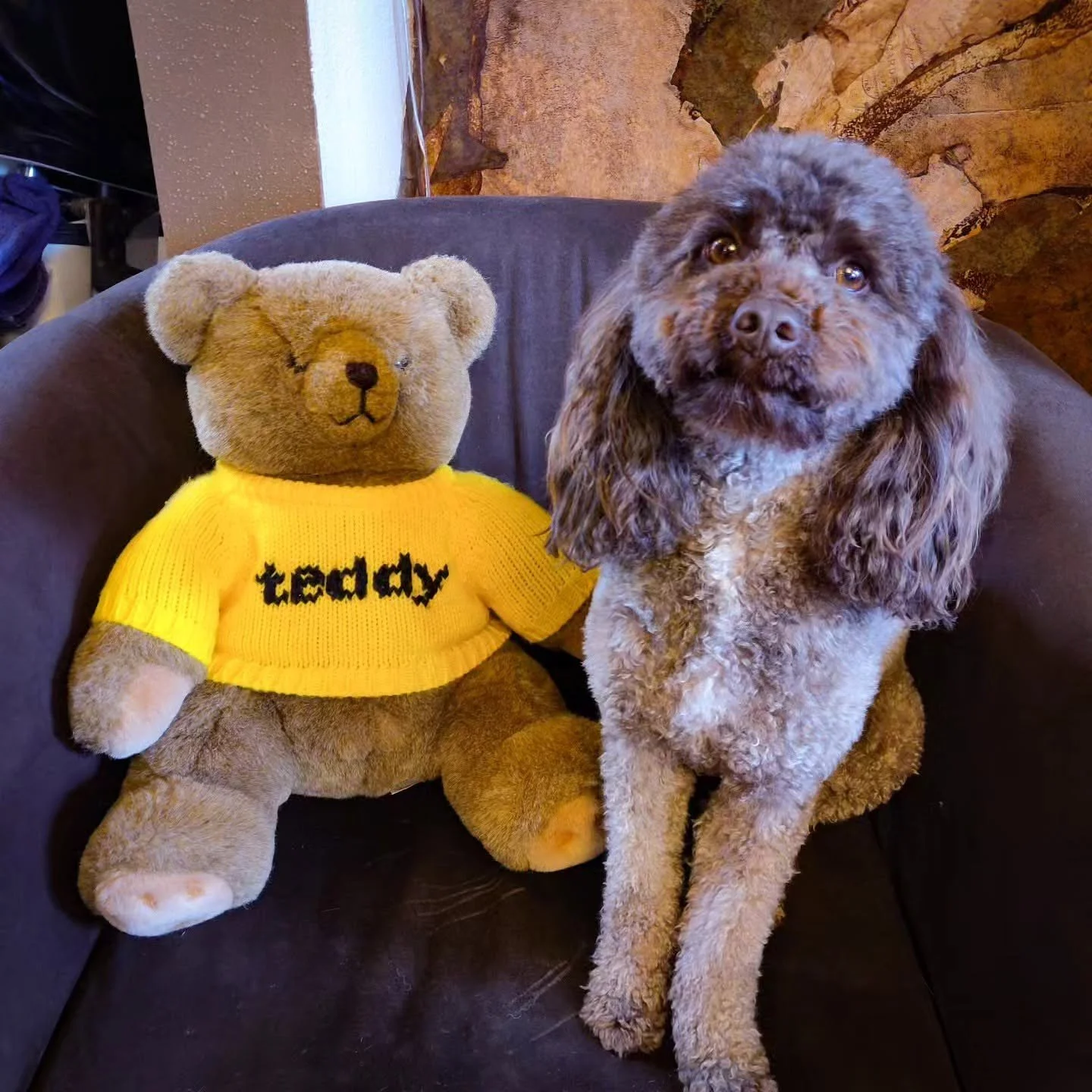 A plush teddy bear wearing a yellow sweater with 'teddy' written on it, sitting on a black couch next to a brown and white curly-haired dog sitting on the couch, with a wooden wall in the background.