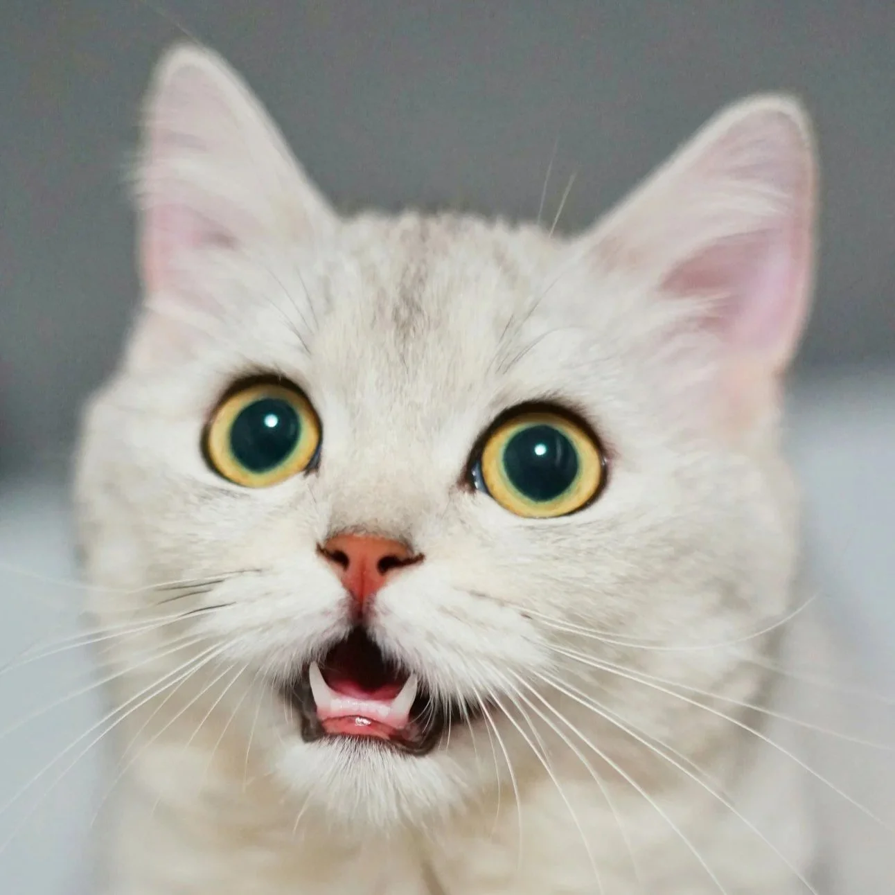 Close-up of a surprised or curious cream-colored cat with wide eyes and mouth slightly open, showing small sharp teeth.