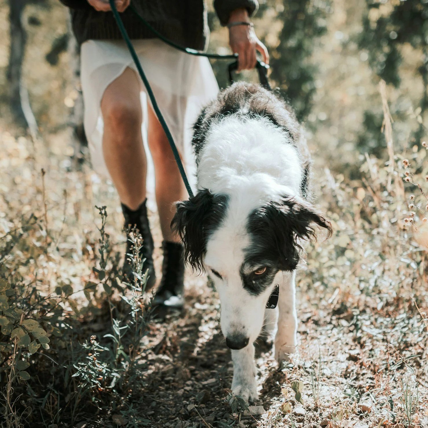 A person walking a black and white dog through a wooded area on a leash during daytime.