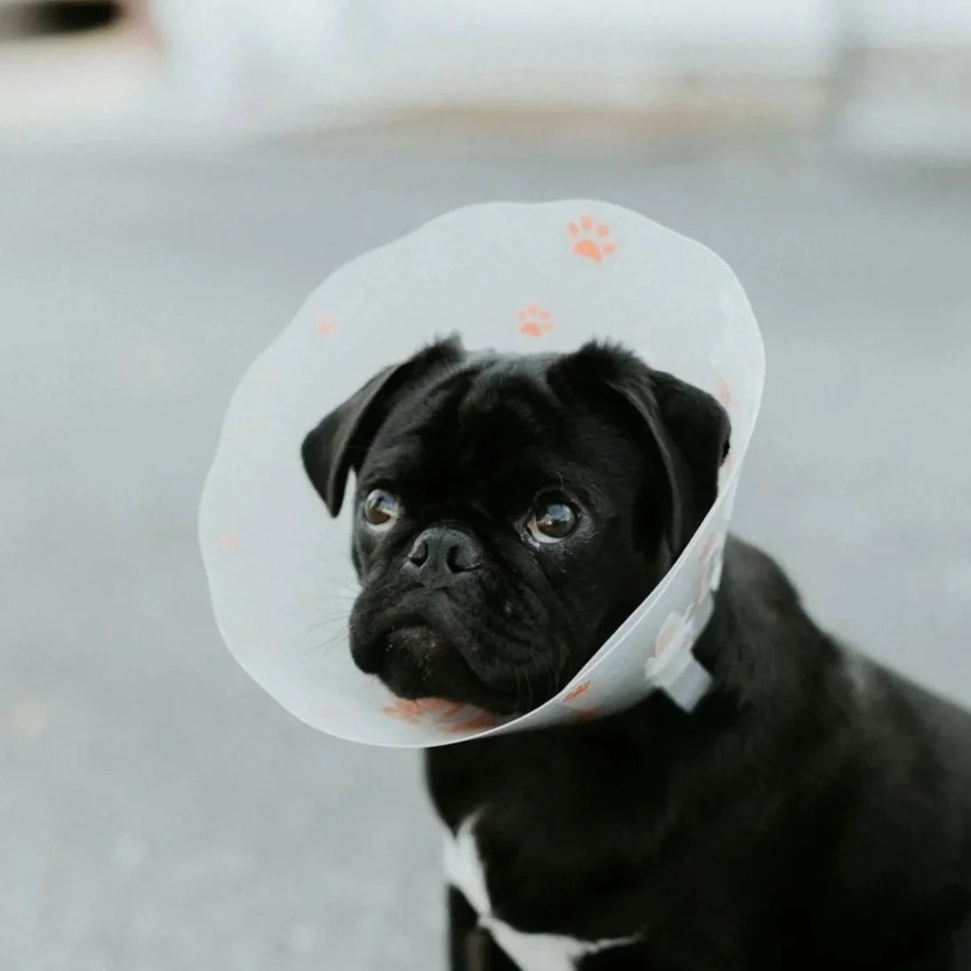 A black dog wearing a cone collar with orange paw prints, looking to the side on a gray surface.