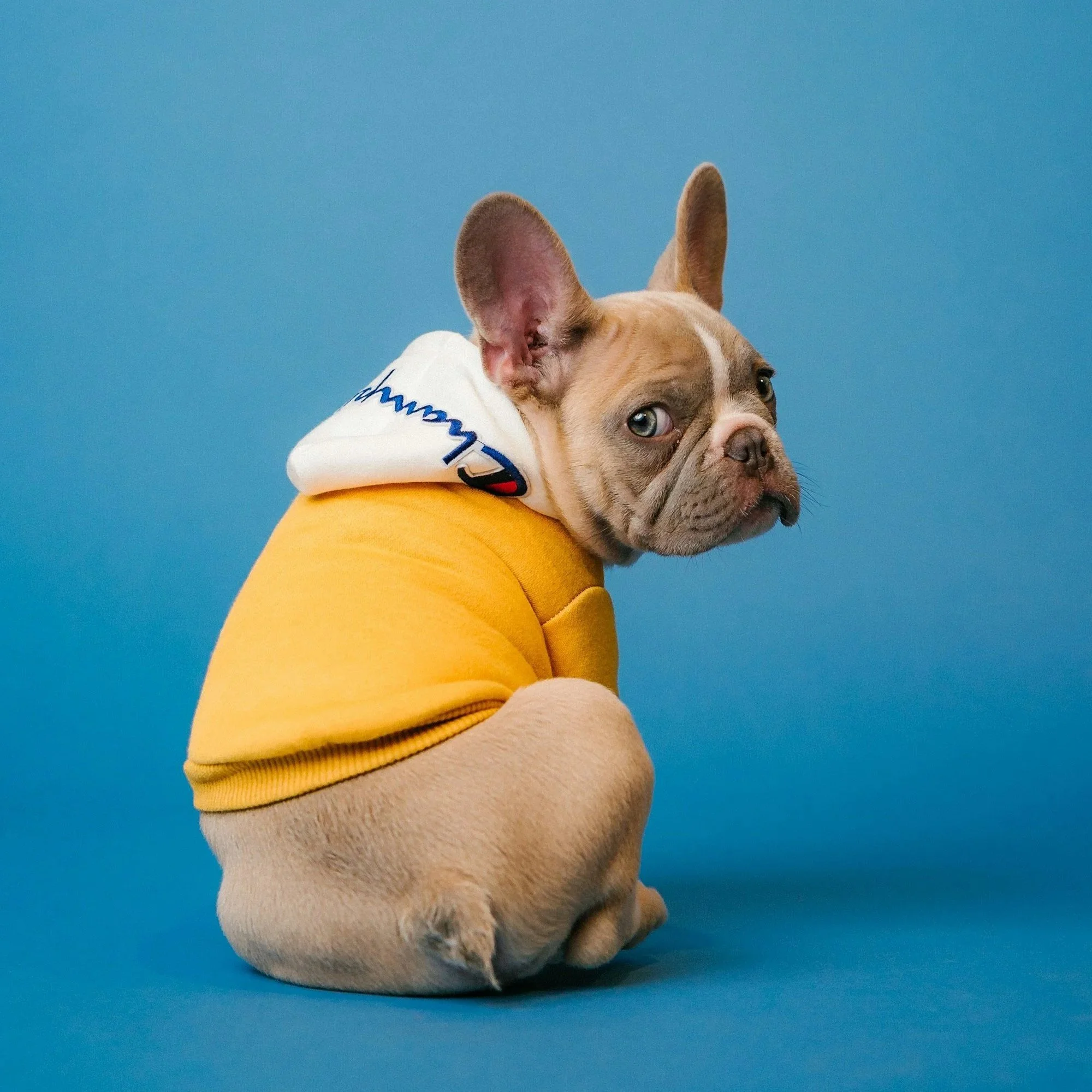 Close-up of a French Bulldog wearing a yellow hoodie and a white shirt with a blue logo, against a blue background.