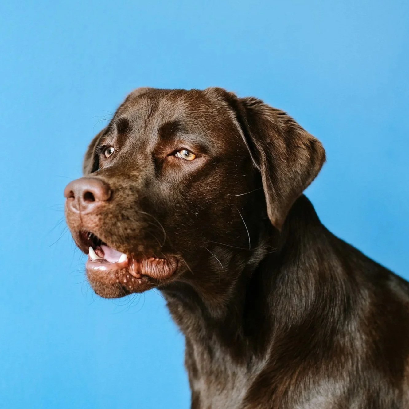 Brown dog with one eye slightly closed, against a blue background.