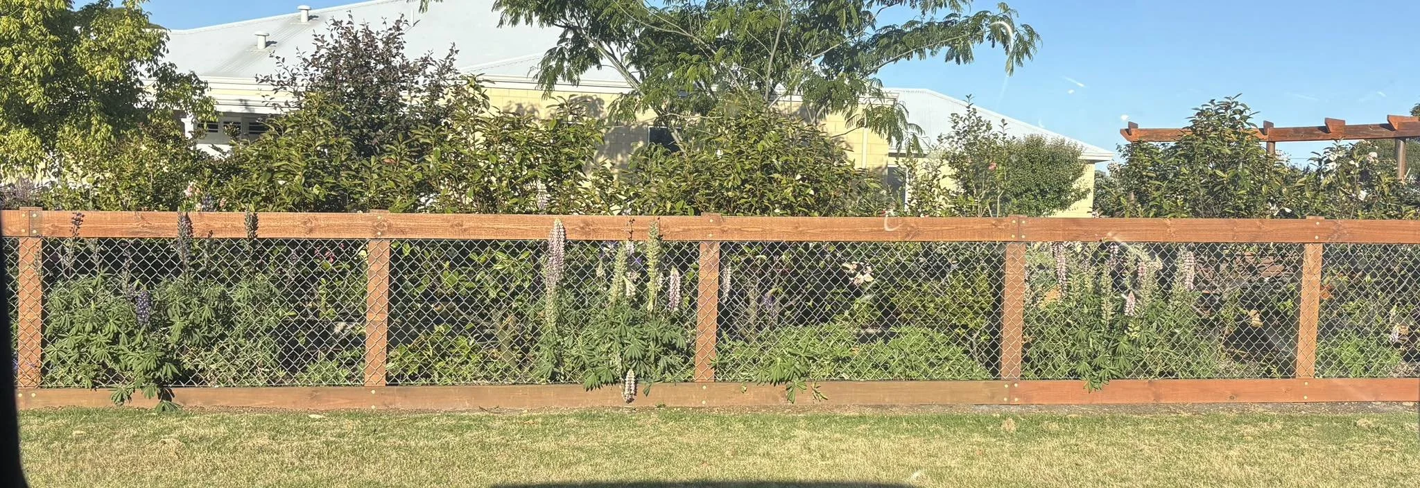 Tidelock_Fencing_Albany_Square Post Dog Fencing.jpg