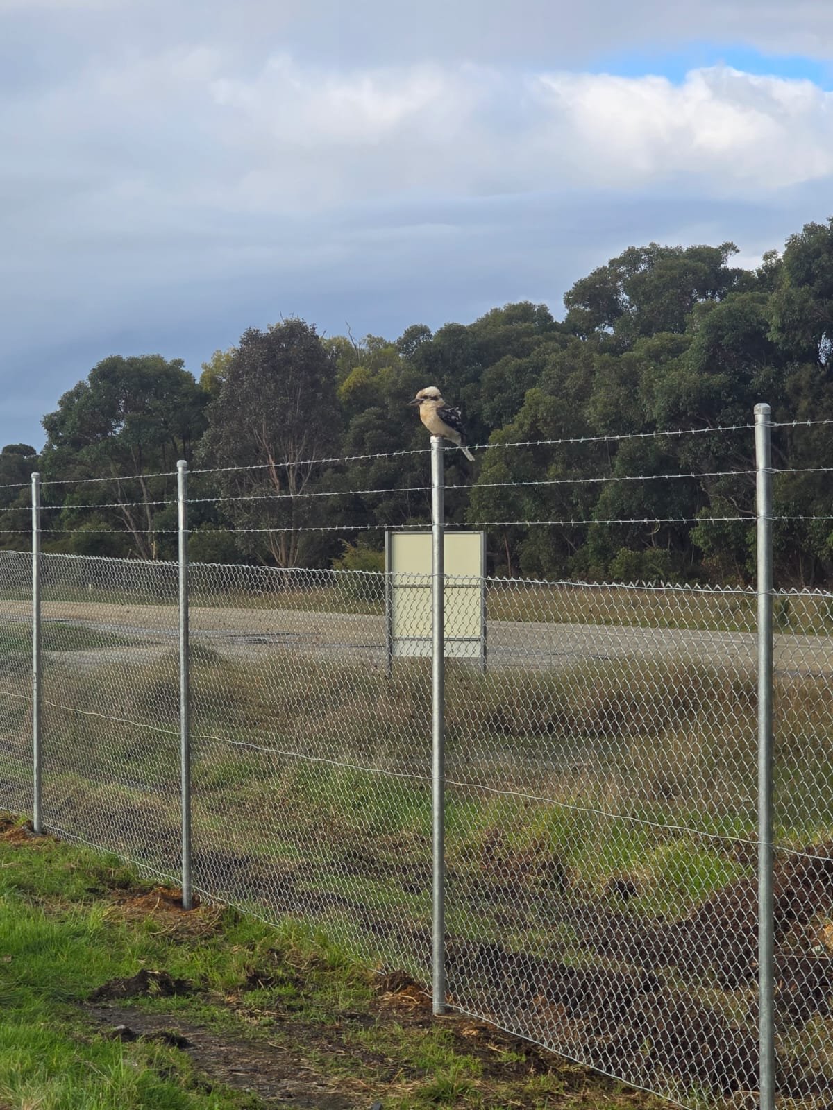 A bird perched on top of a metal fence post in front of a background of trees and a cloudy sky.