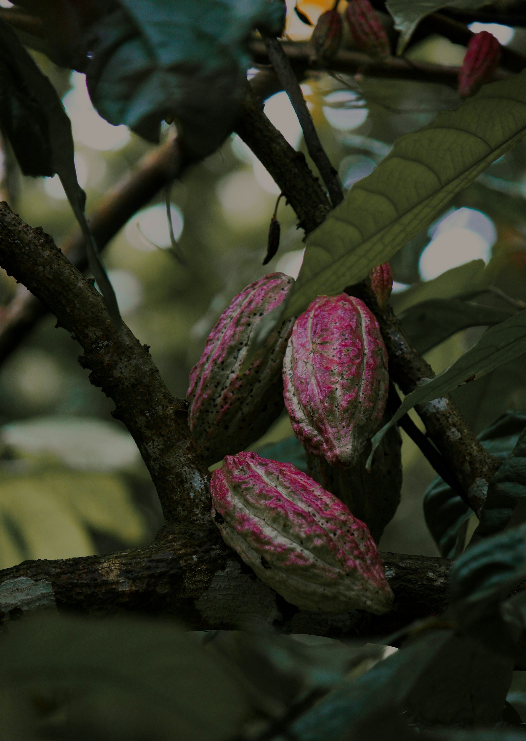 Close-up of red and green variegated leaves on a tree branch with a blurred background.