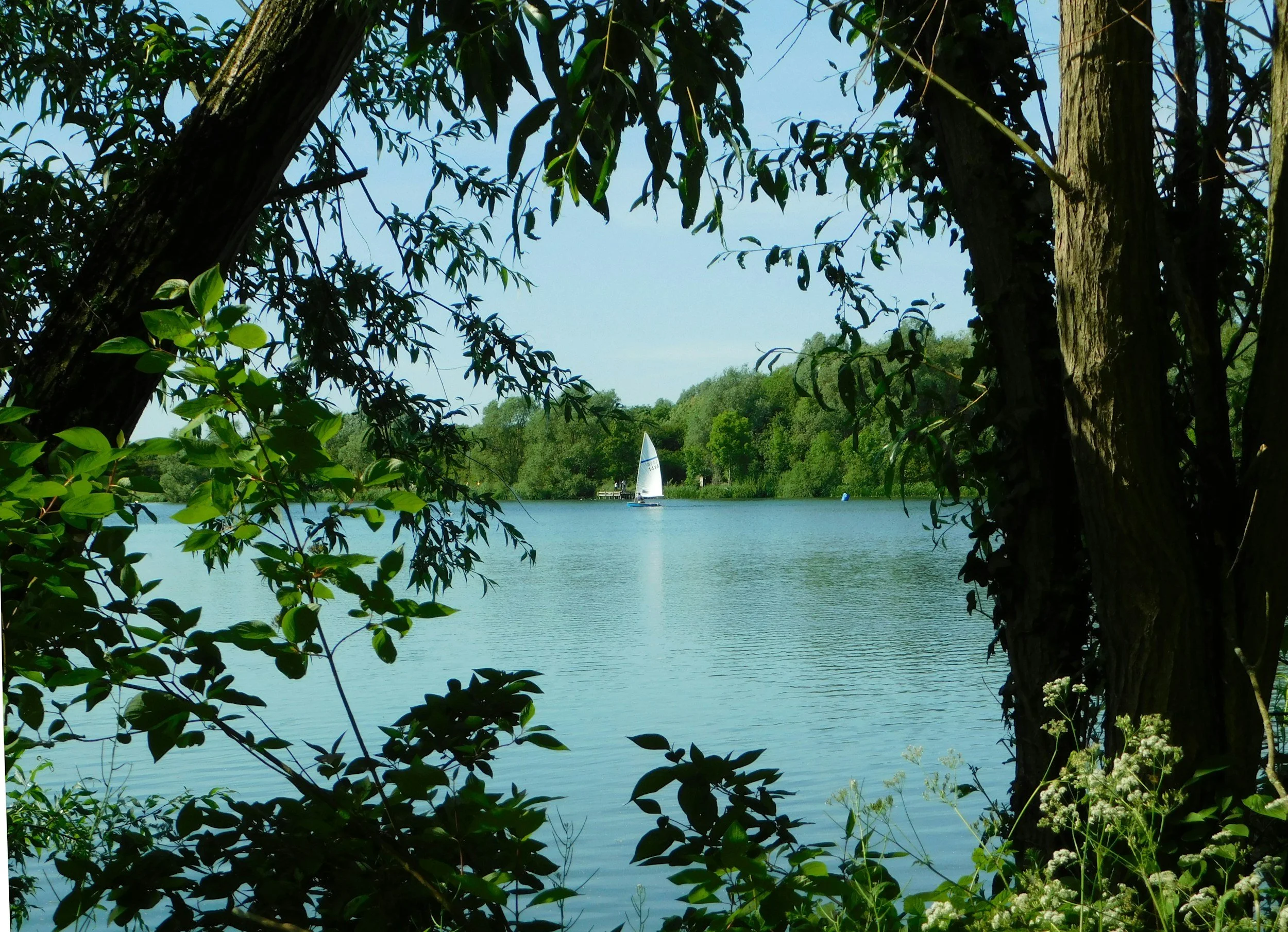 A lakeside scene viewed through tree branches and leaves. In the background, a sailboat is on the water near a wooded shore under a blue sky. Beautiful Bedford!