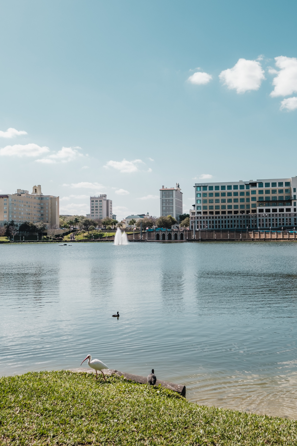 City skyline with tall buildings across a large lake, featuring a fountain and a few birds, including a pelican and ducks, on the grass and in the water, under a partly cloudy sky.
