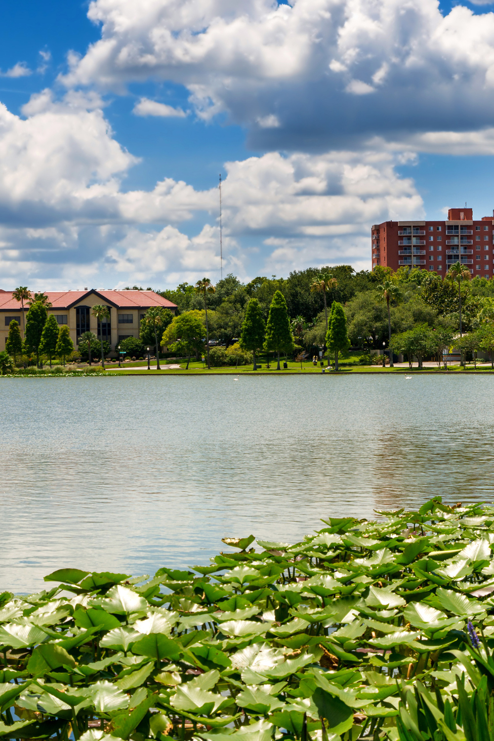 A lakeside view with green lily pads in the foreground, a calm body of water, and a park with trees and buildings in the background under a partly cloudy sky.