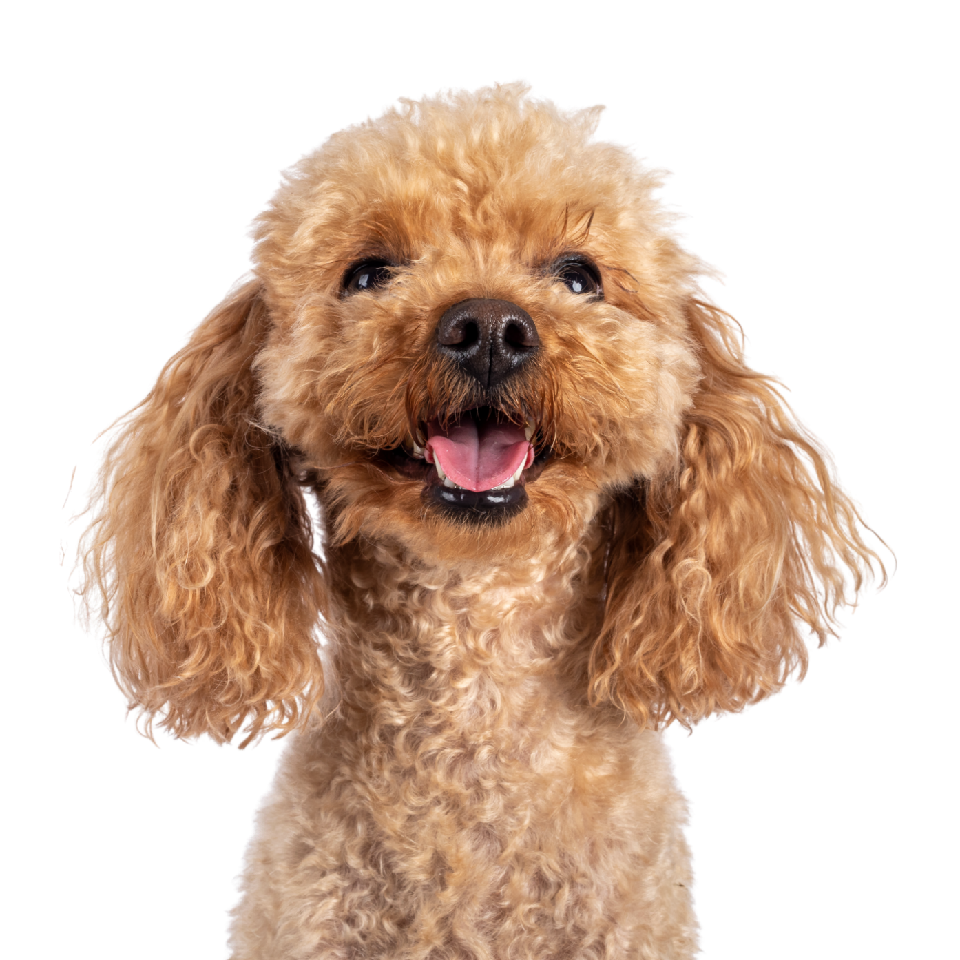 Poodle Dog