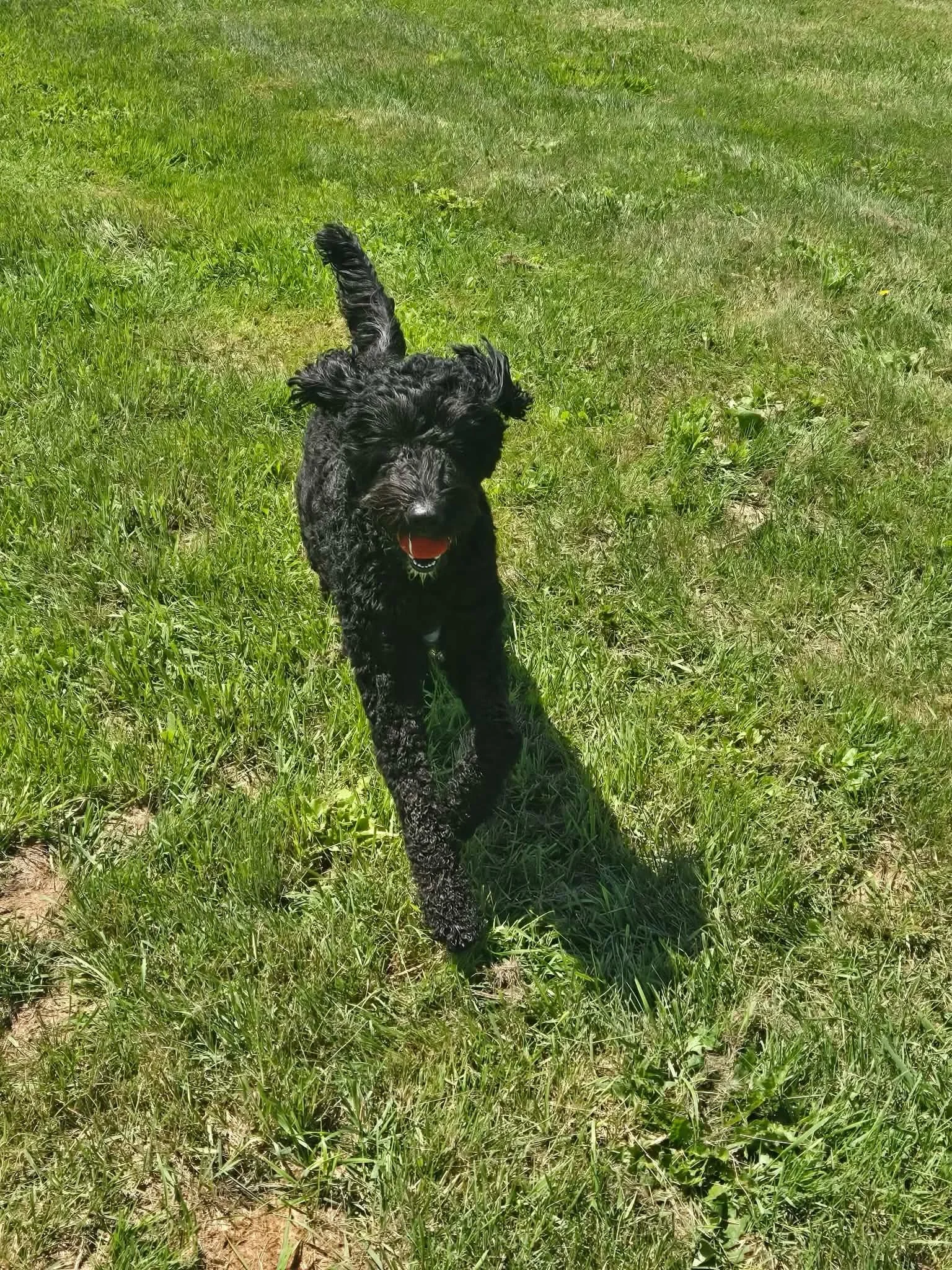 Winston had himself a day. ☀️🐾

Morning zoomies across the Play Meadow.
A few rounds of fetch.
Water breaks in the shade.
Then back to his Clubhouse Suite for some well-earned relaxation.

This is exactly what we hope every stay feels like&mdash;saf