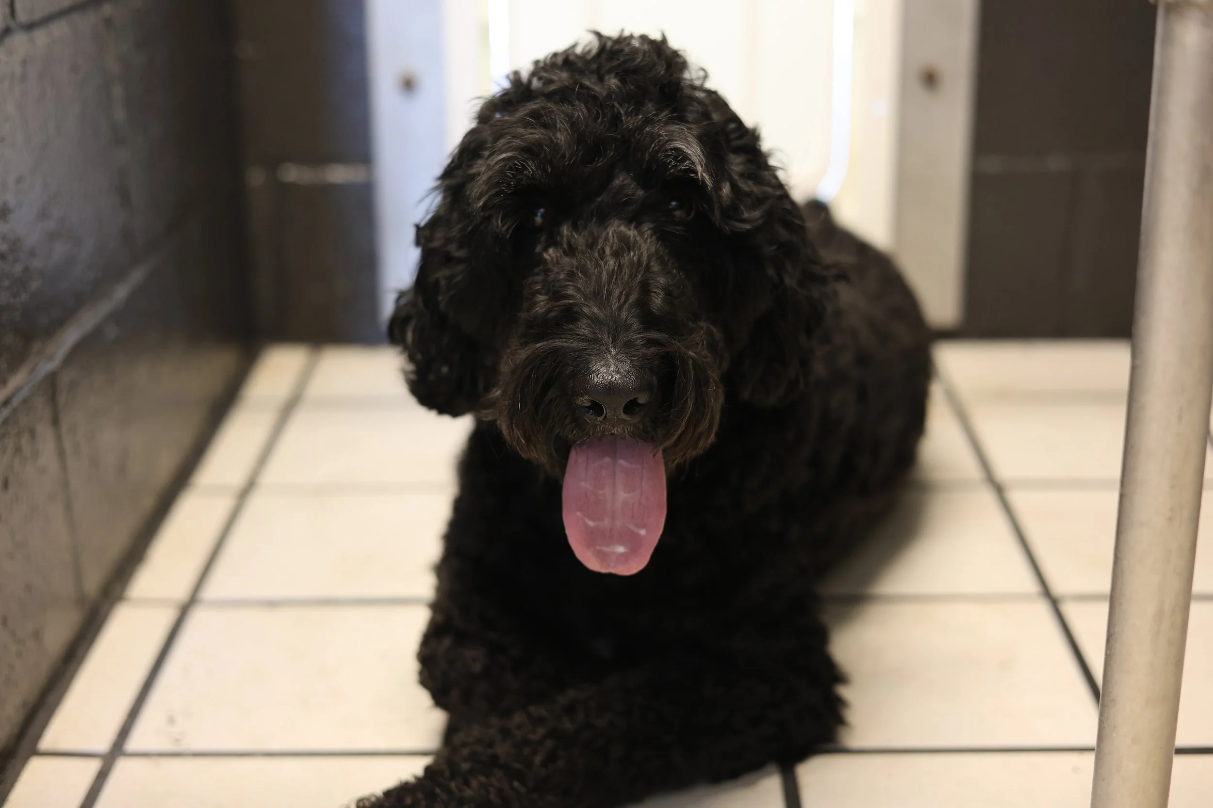 One of our happy canine guests enjoying their stay at Crawford's Canine Club.