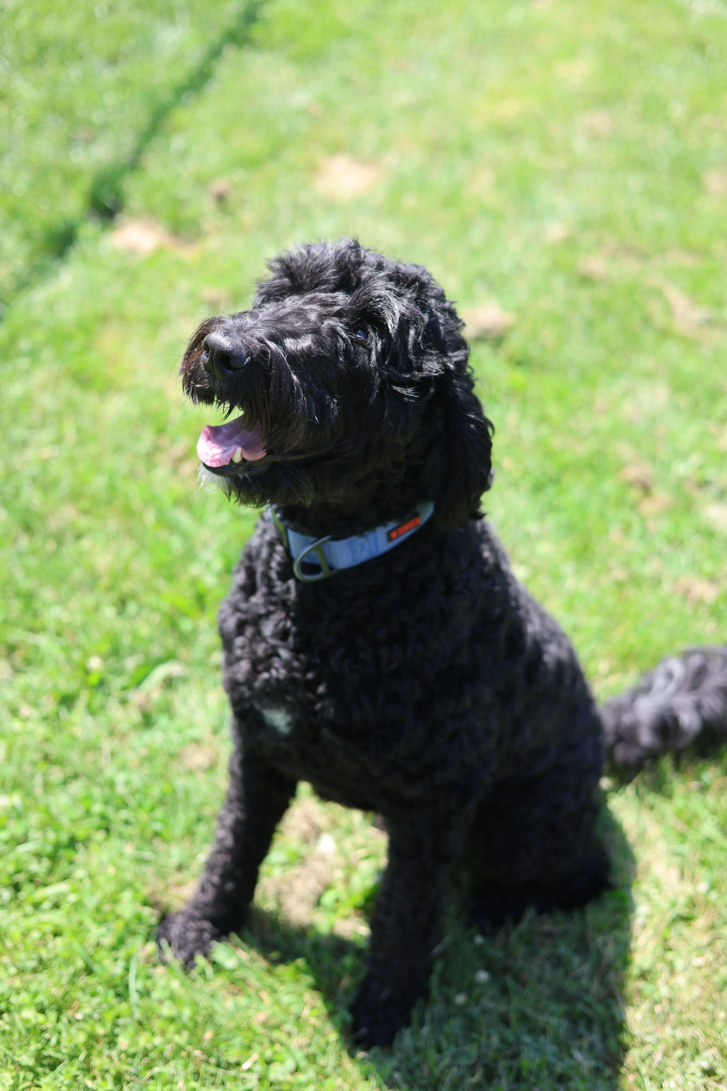 Dog sitting outdoors - Outdoor playtime gives dogs the opportunity to exercise, explore, and enjoy fresh air in our secure play areas.